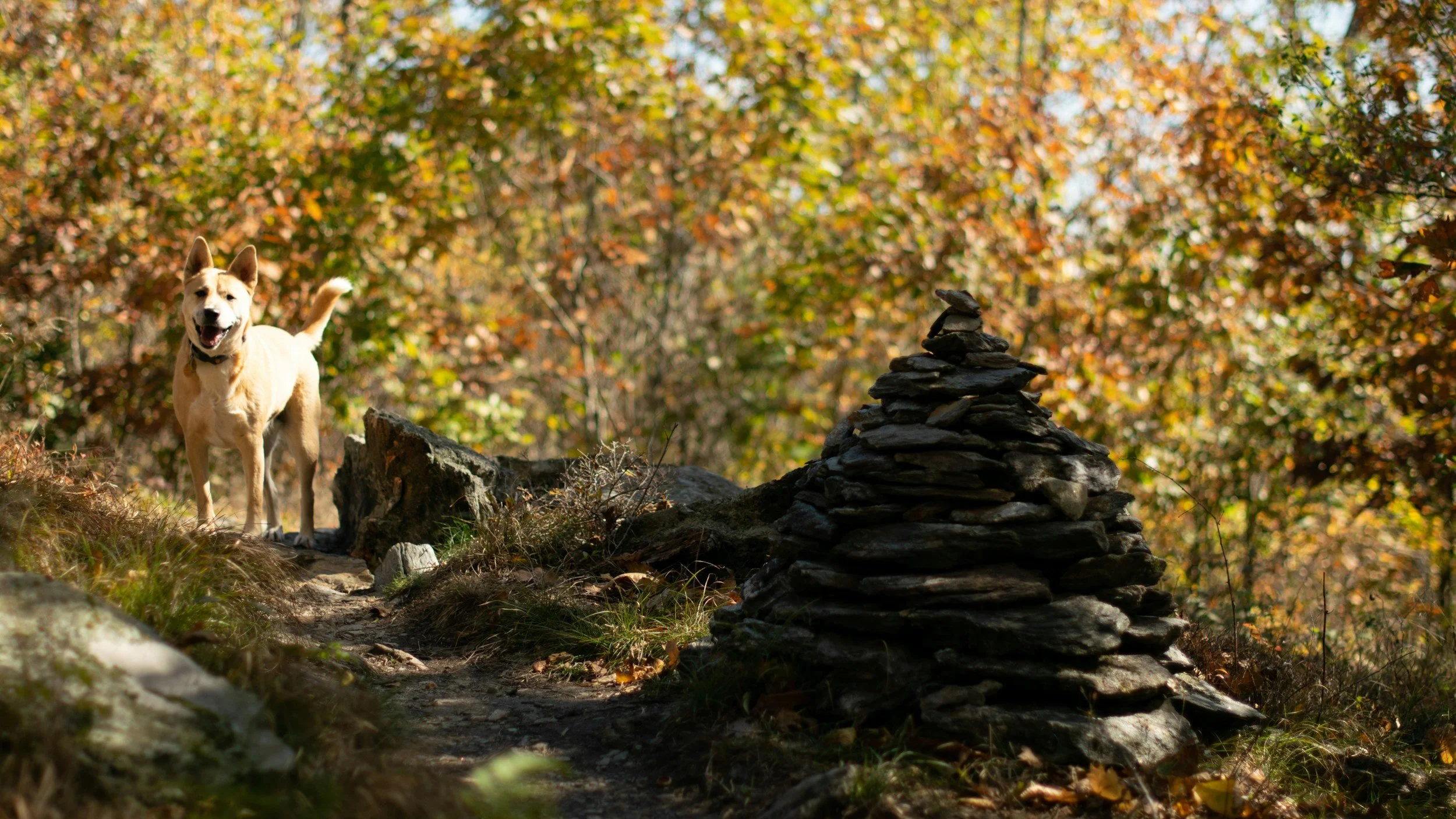 a dog stands beside a trail