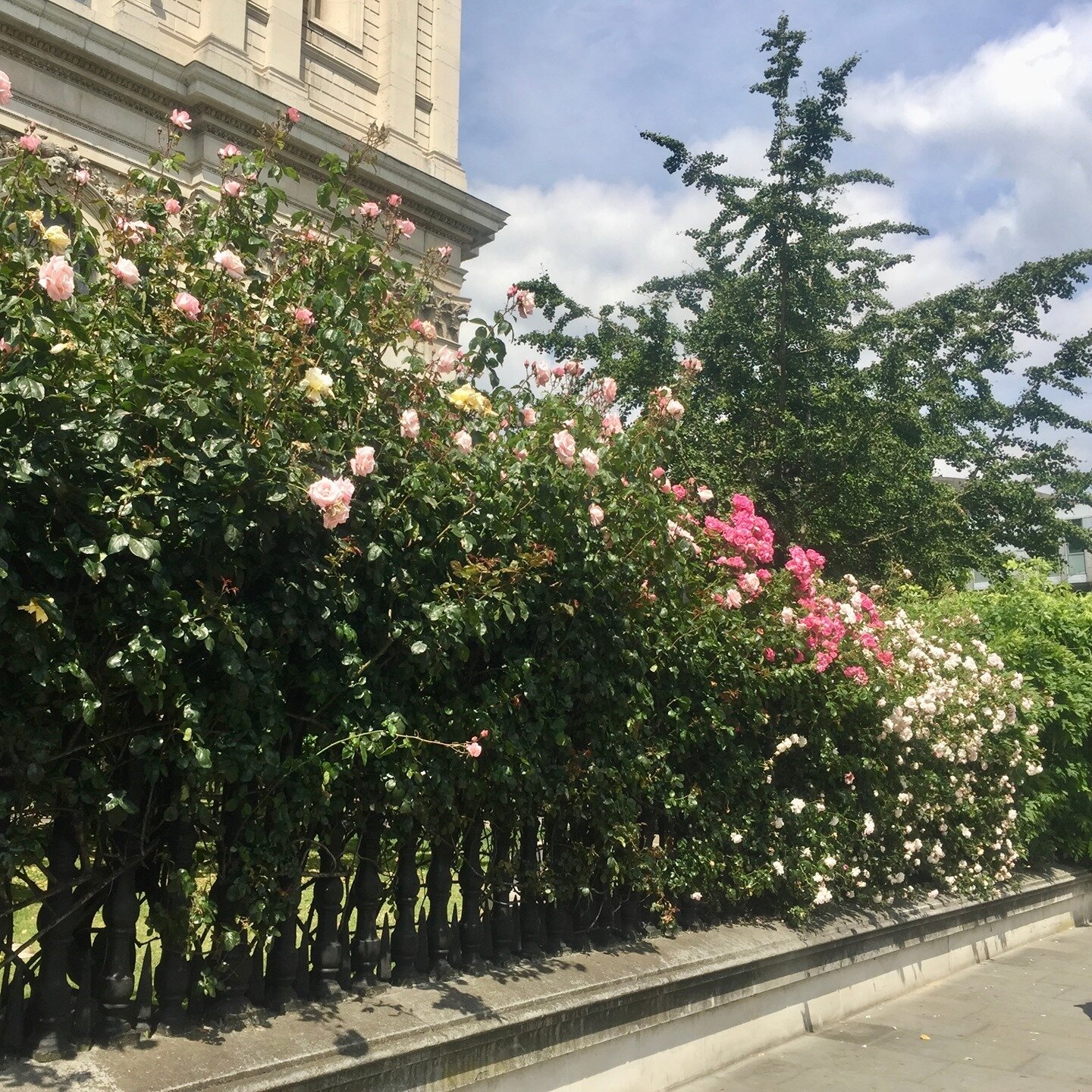 I always love the roses in London!  #flowers #love #pink #roses #flower #flowerstagram #fragrantrose #nature #instagood #🌷#🌹#🐝
