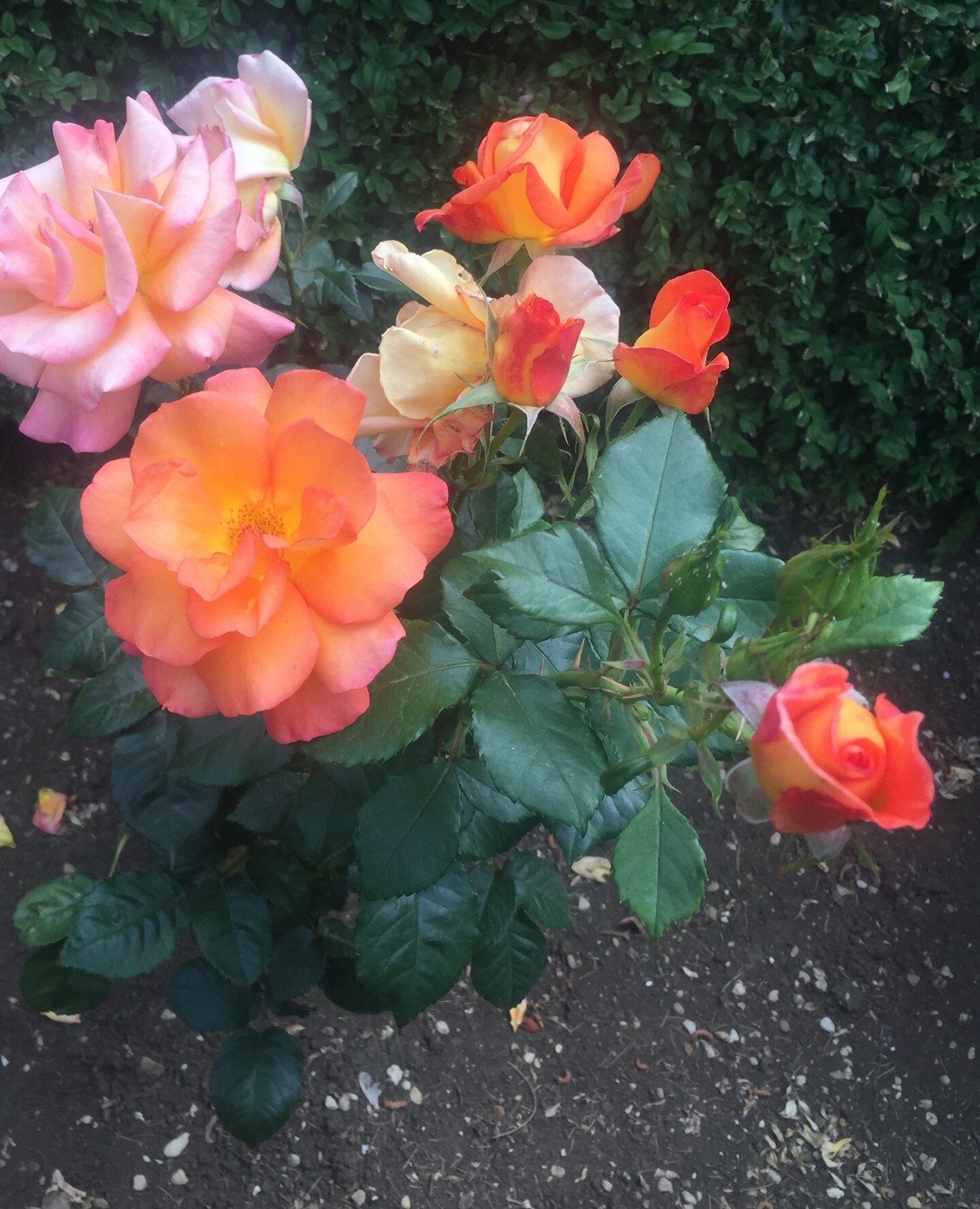 I love the end of fall roses! #🌹#flowers #love #pink #roses #beauty #fashion #bouquet #floral #style #beautiful #instagood #gardenroses #florist #inspiration #fragrantrose #flowerstagram #garden
