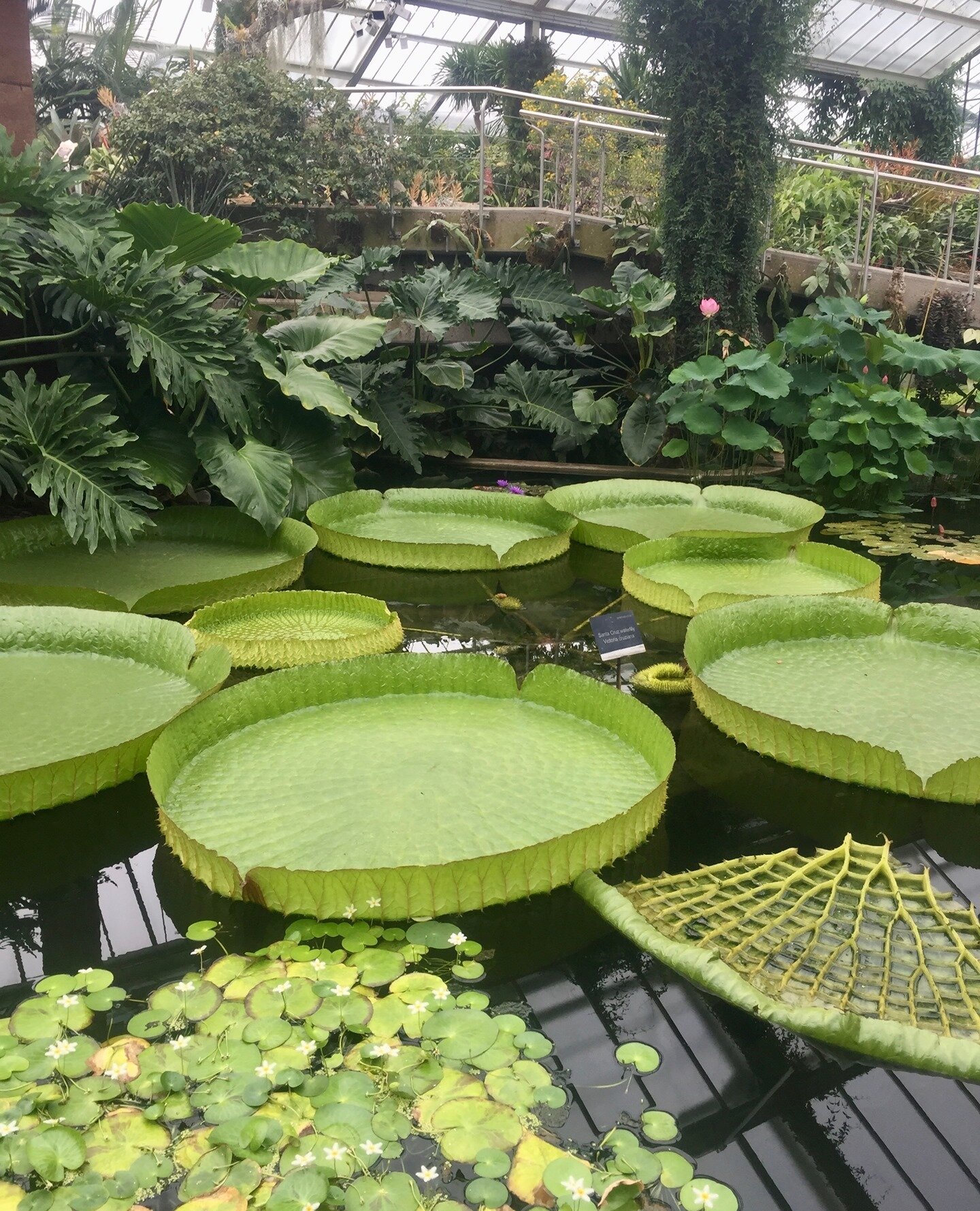 I love some Lily pads!!! #nature #pond #waterlily #peaceful #frog #lotus #garden #water #lily #green #flower #travel #flowers #photography #view #beauty