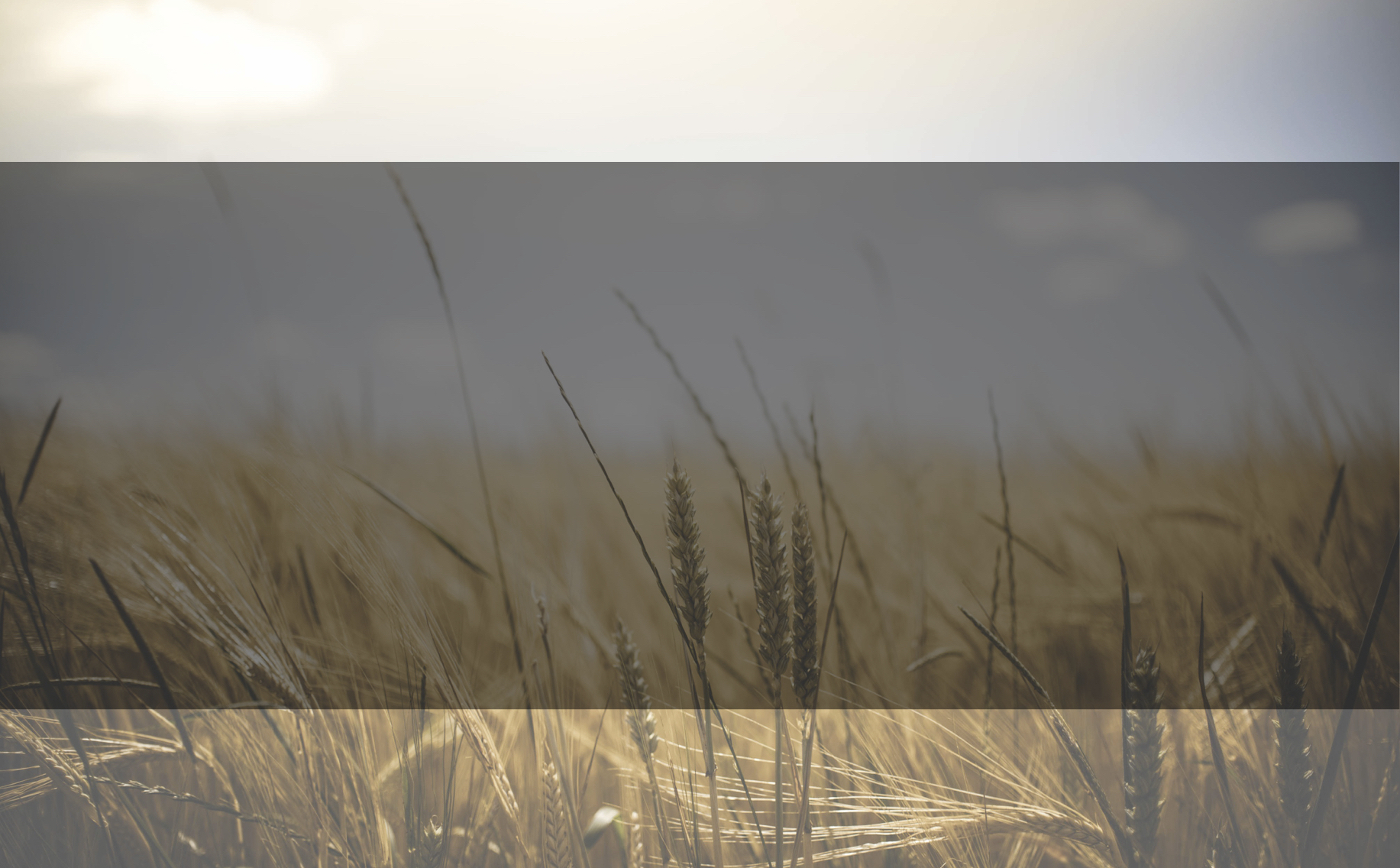 Squarespace_Wheatfield_Highlights.jpg