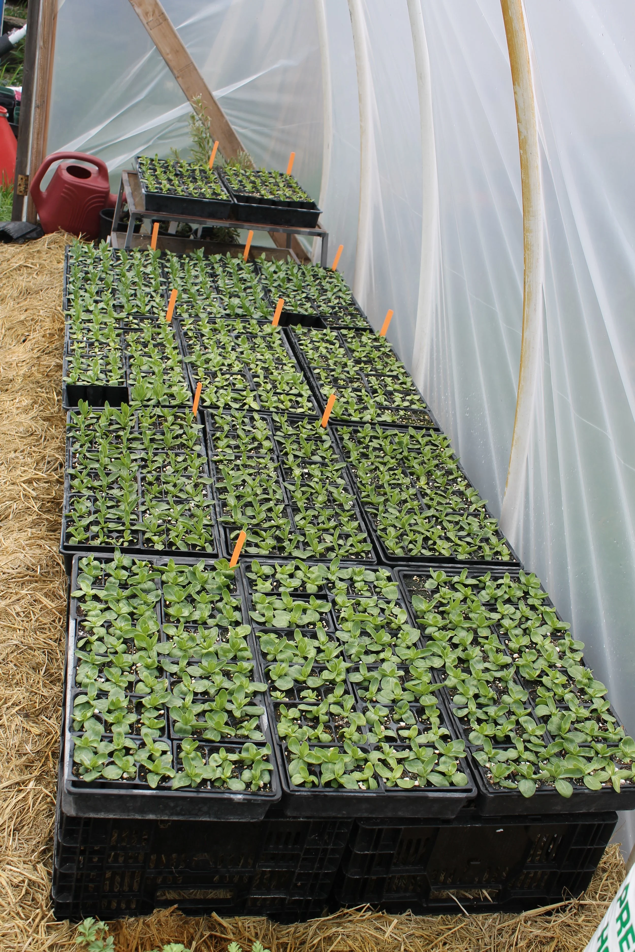 Life inside our little greenhouse!