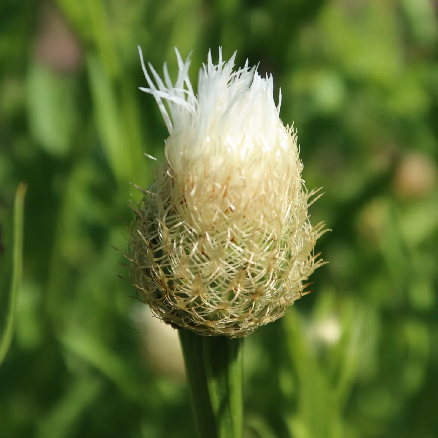 Plant With Thistle Like Flower Head That’s Cooked Best Flower Site