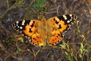 Painted-Lady-Butterfly-300x200.jpg