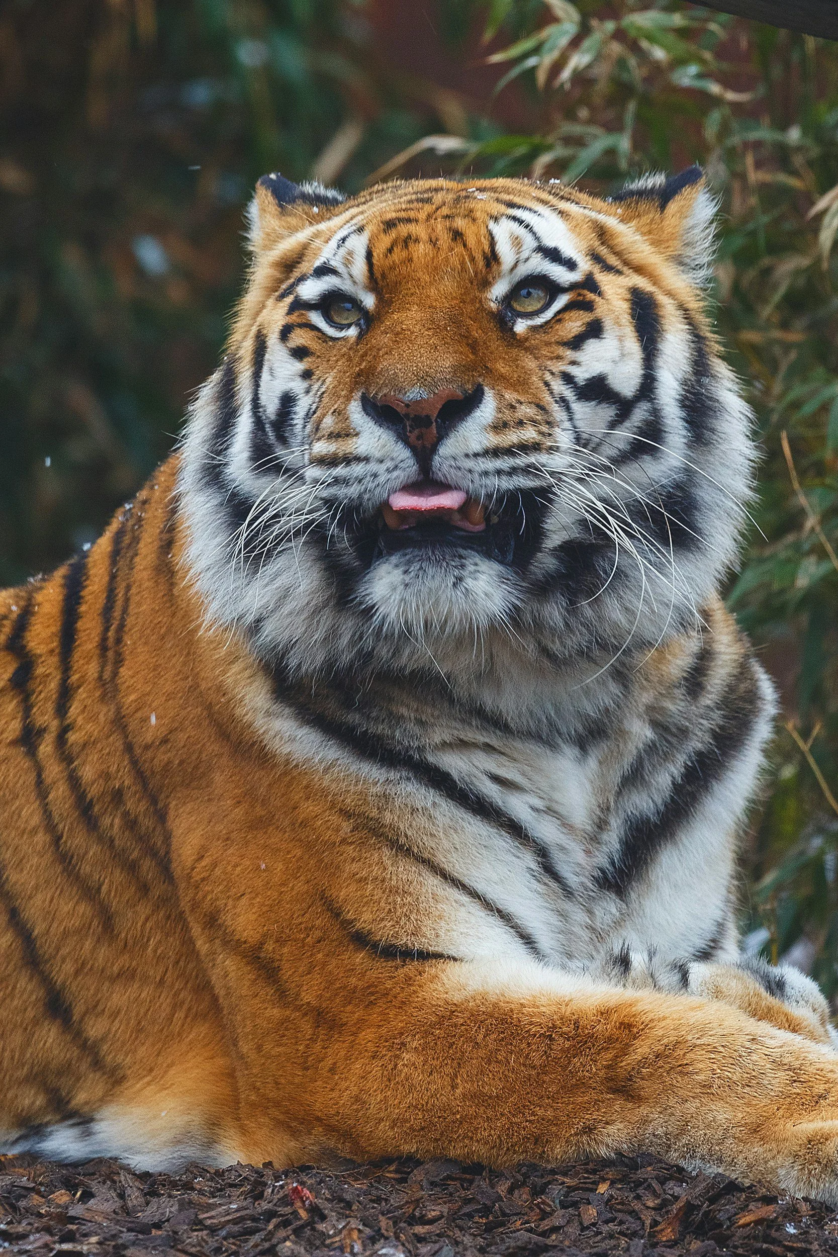 Zoo Animal Craft Week