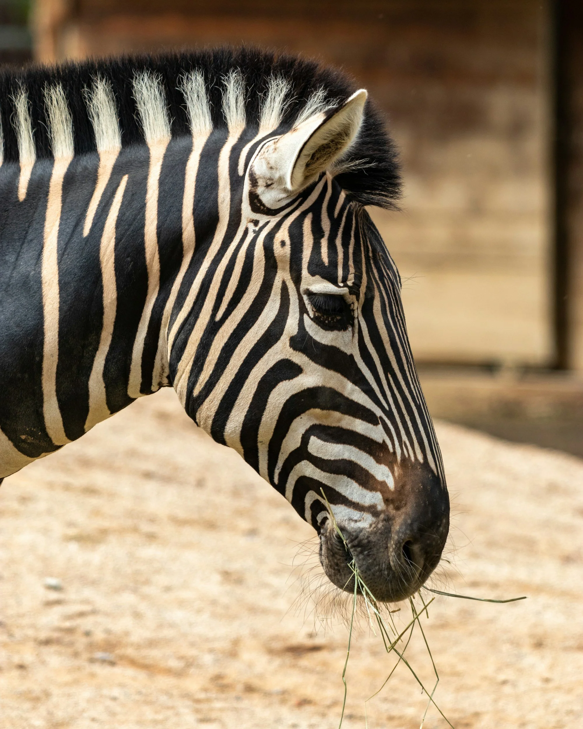 Zoo Animal Craft Week
