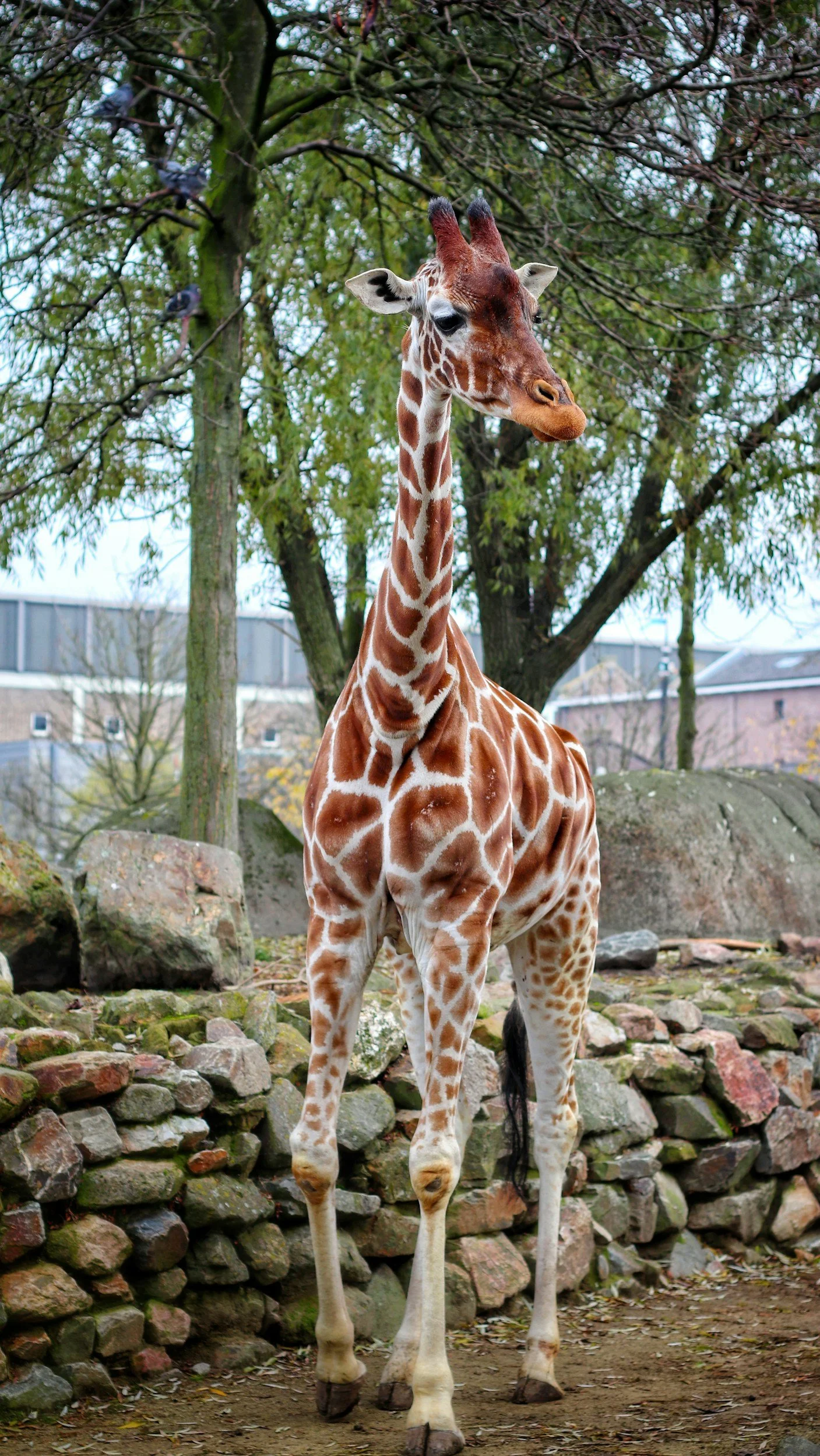 Zoo Animal Craft Week