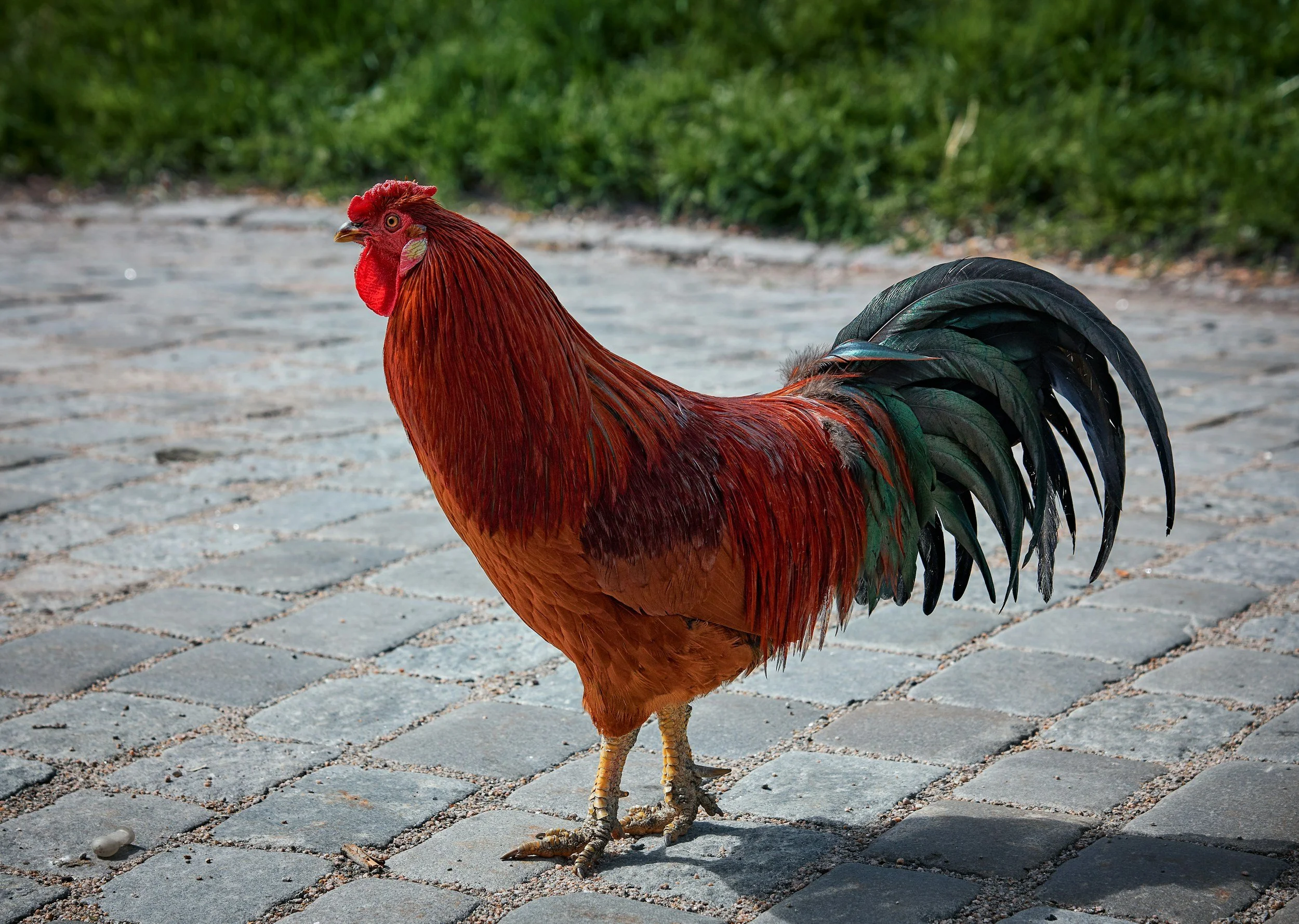 Farm Animal Crafts Week