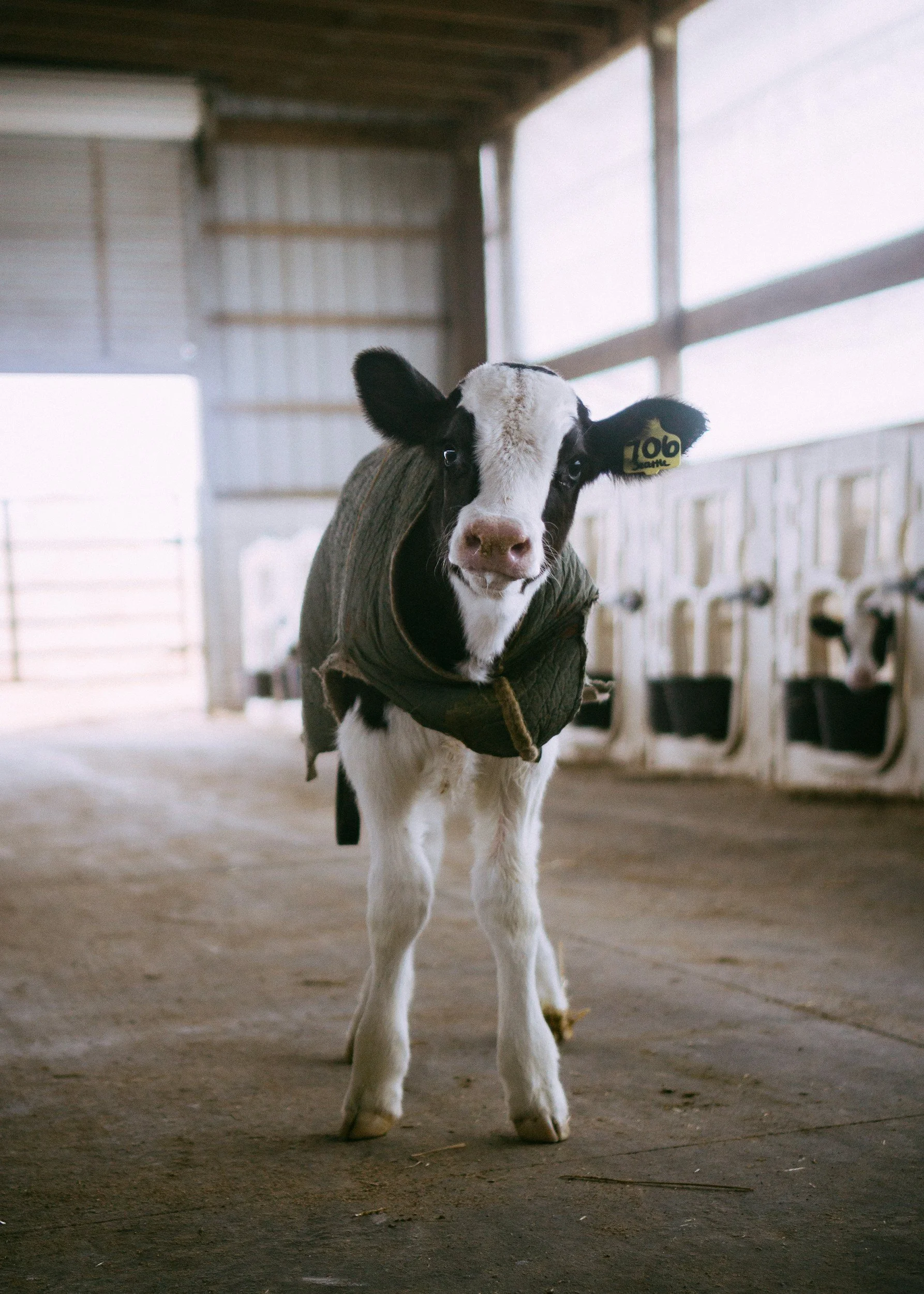 Farm Animal Crafts Week