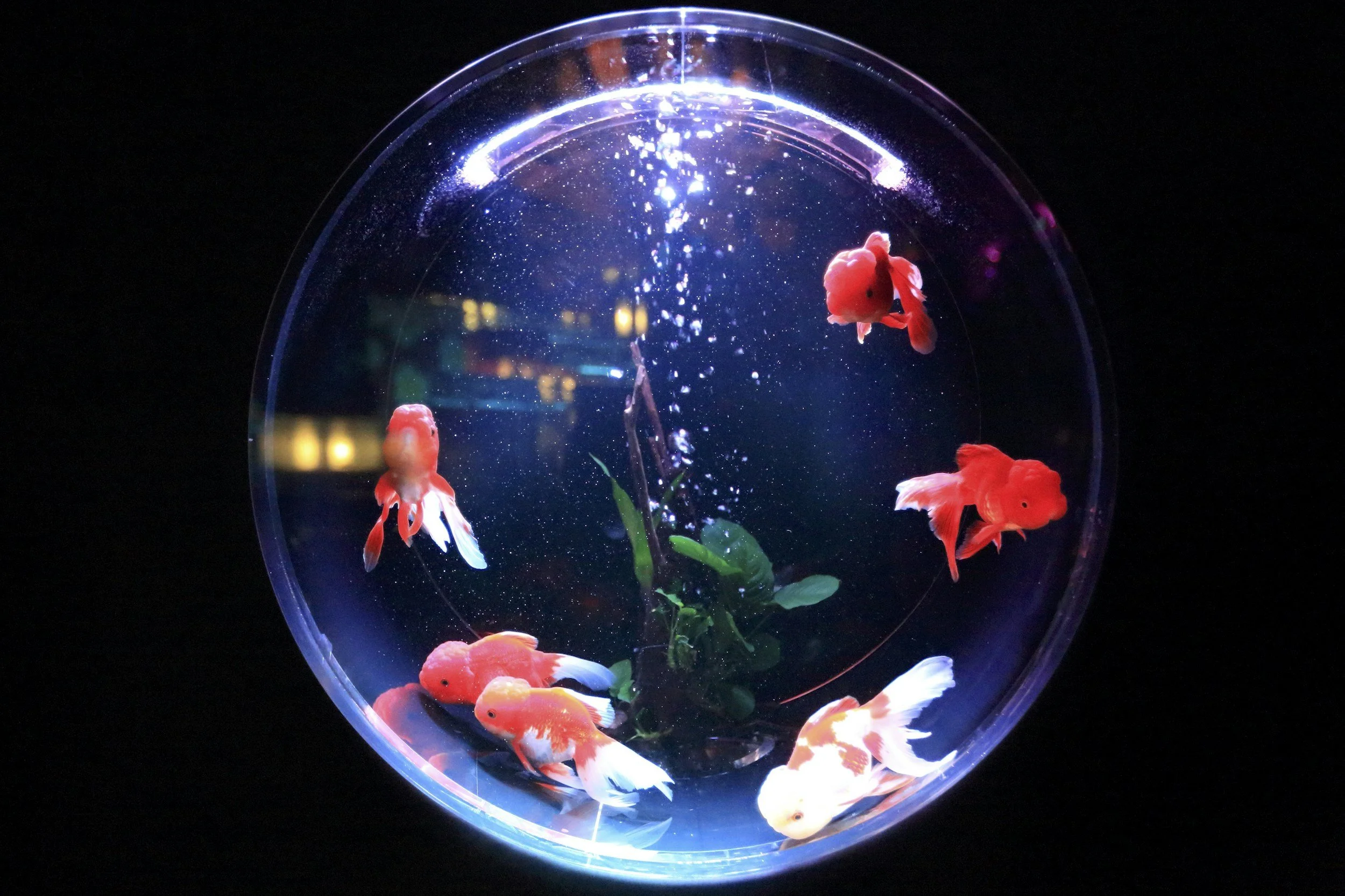Aquarium Crafts Week