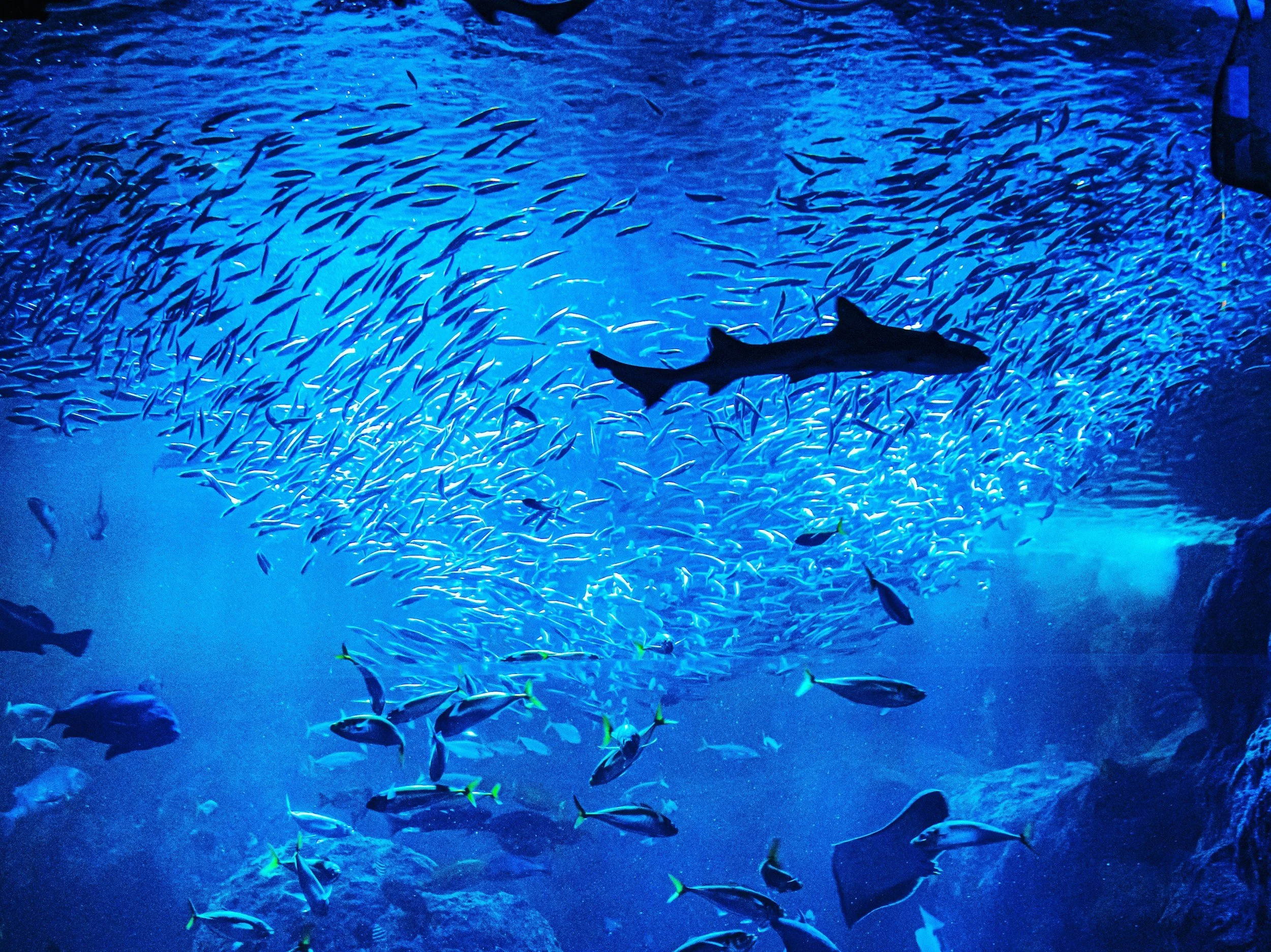 Aquarium Crafts Week