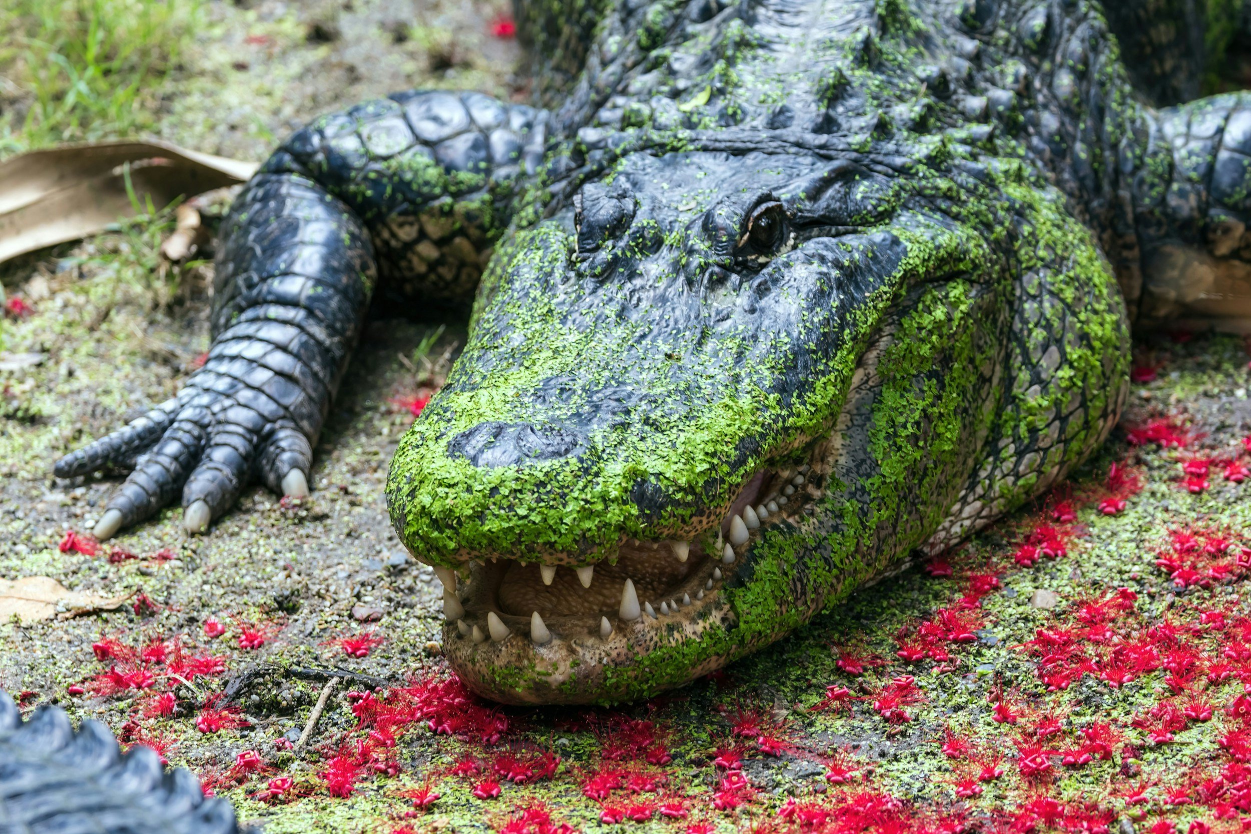Herptiles Craft Week