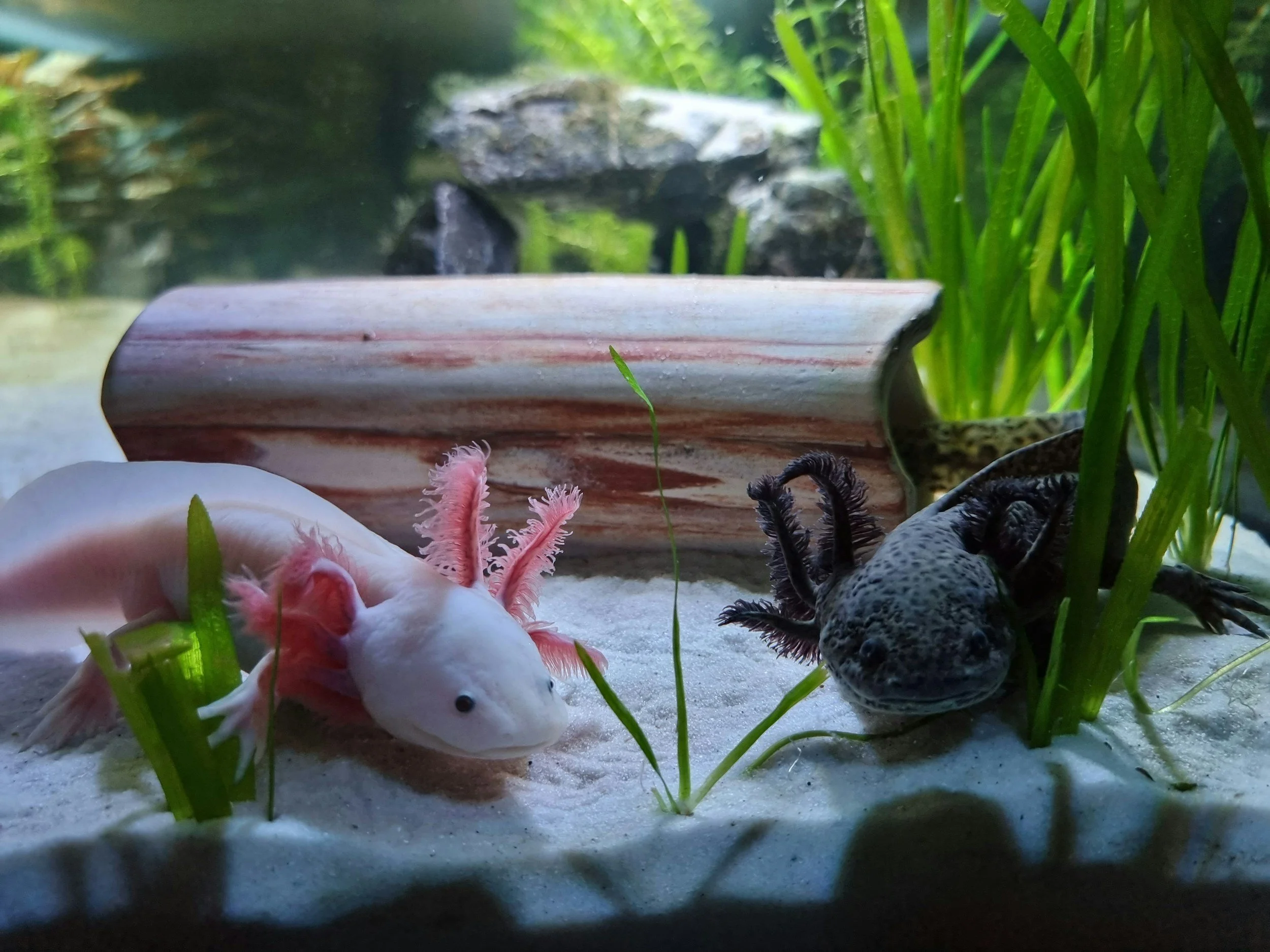 Herptiles Craft Week