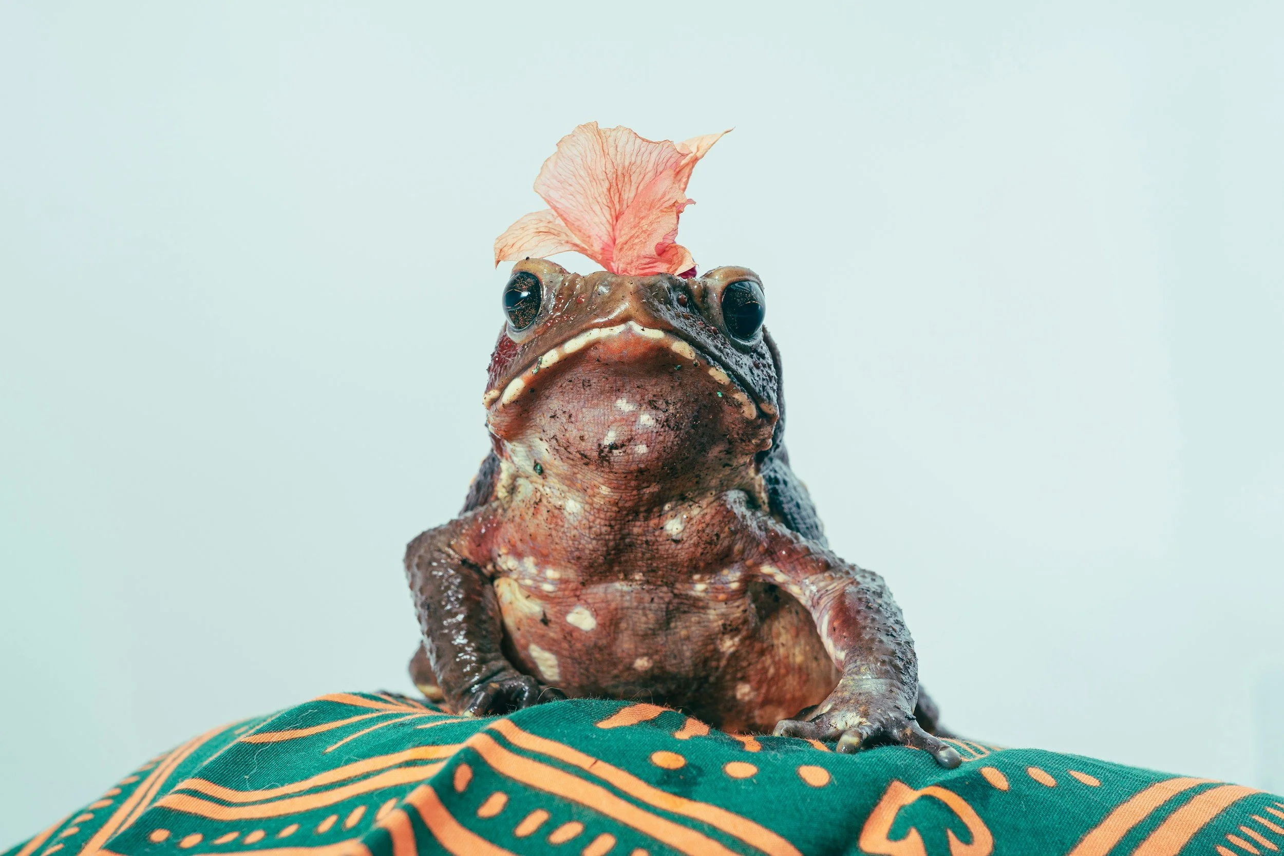 Herptiles Craft Week