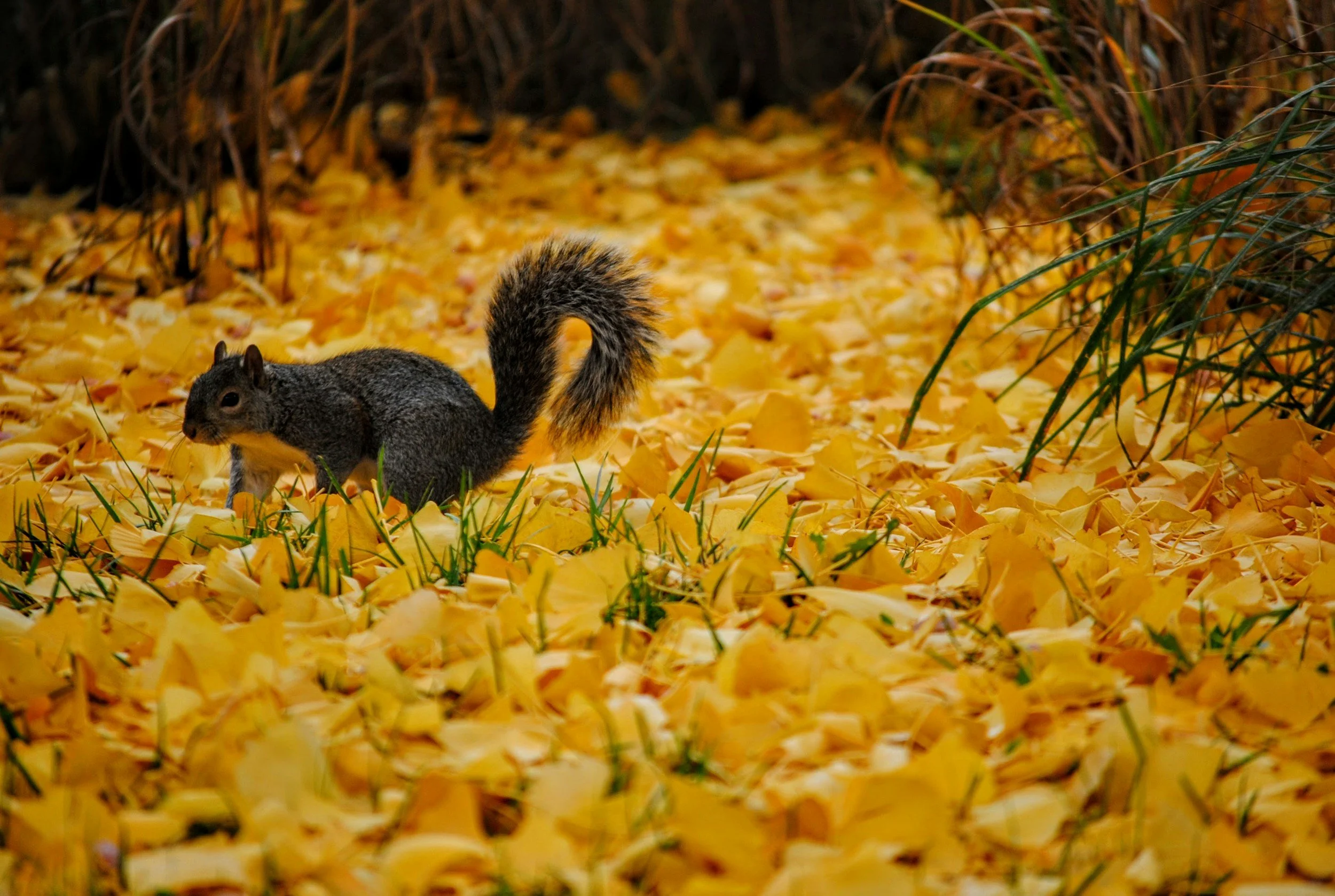 Fall Animals Crafts Week