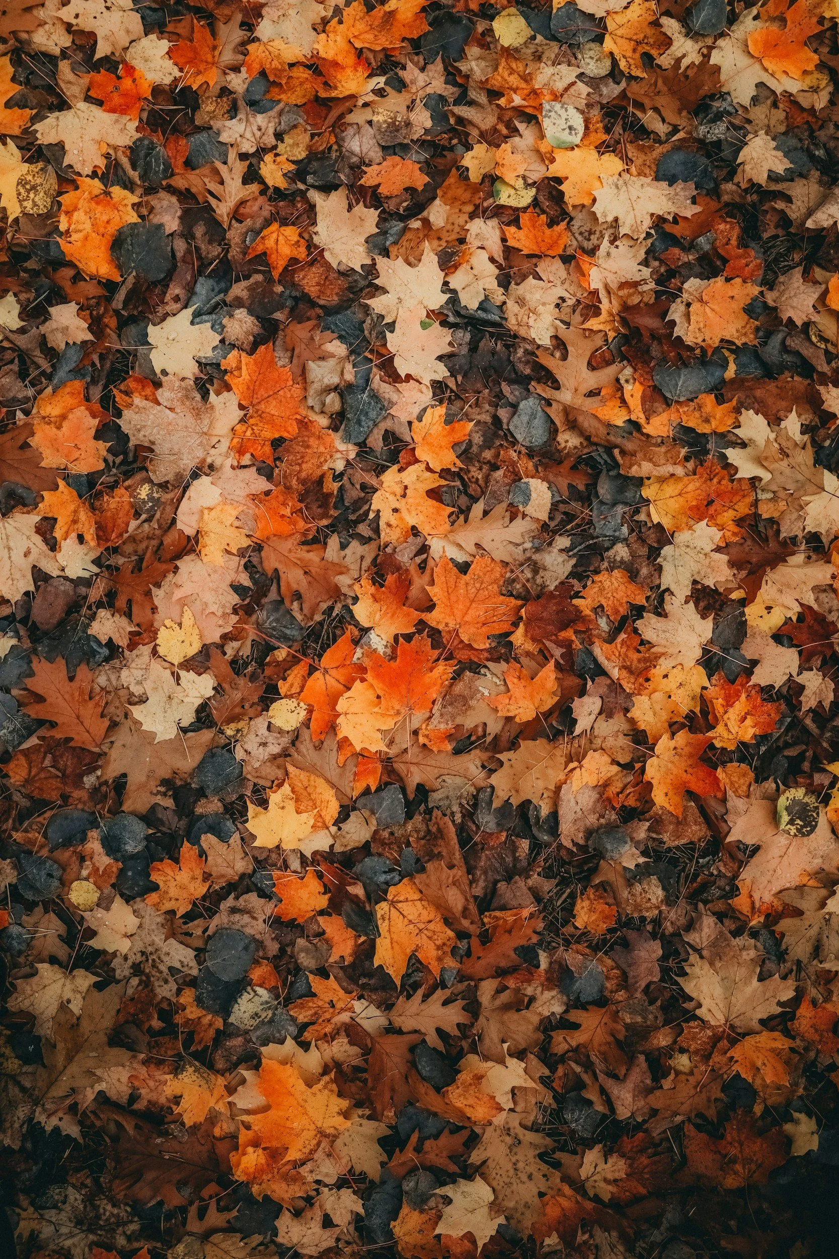 Fall Leaves Crafts Week