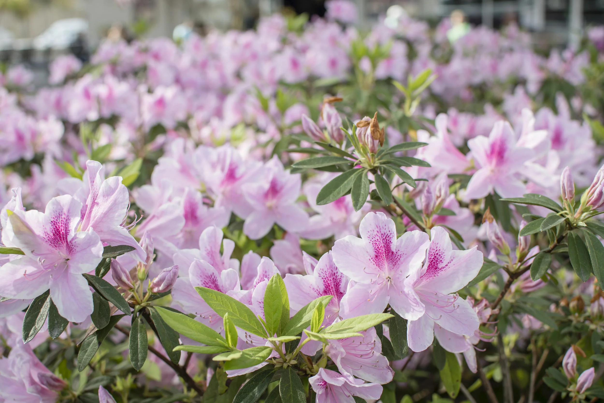 Azaleas...everywhere!