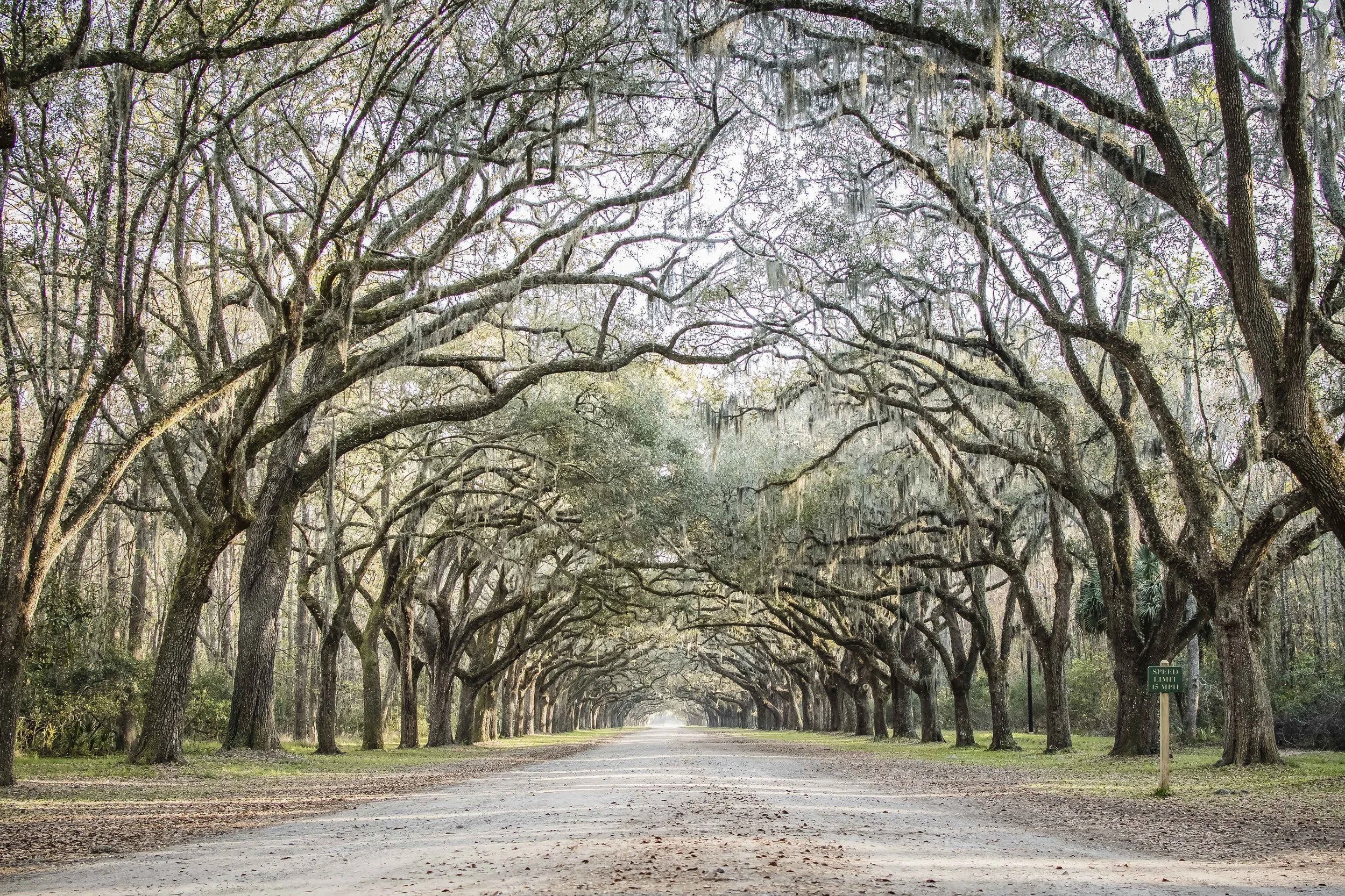 Simply breathtaking! It was live oaks and Spanish Moss heaven in Wormsloe.