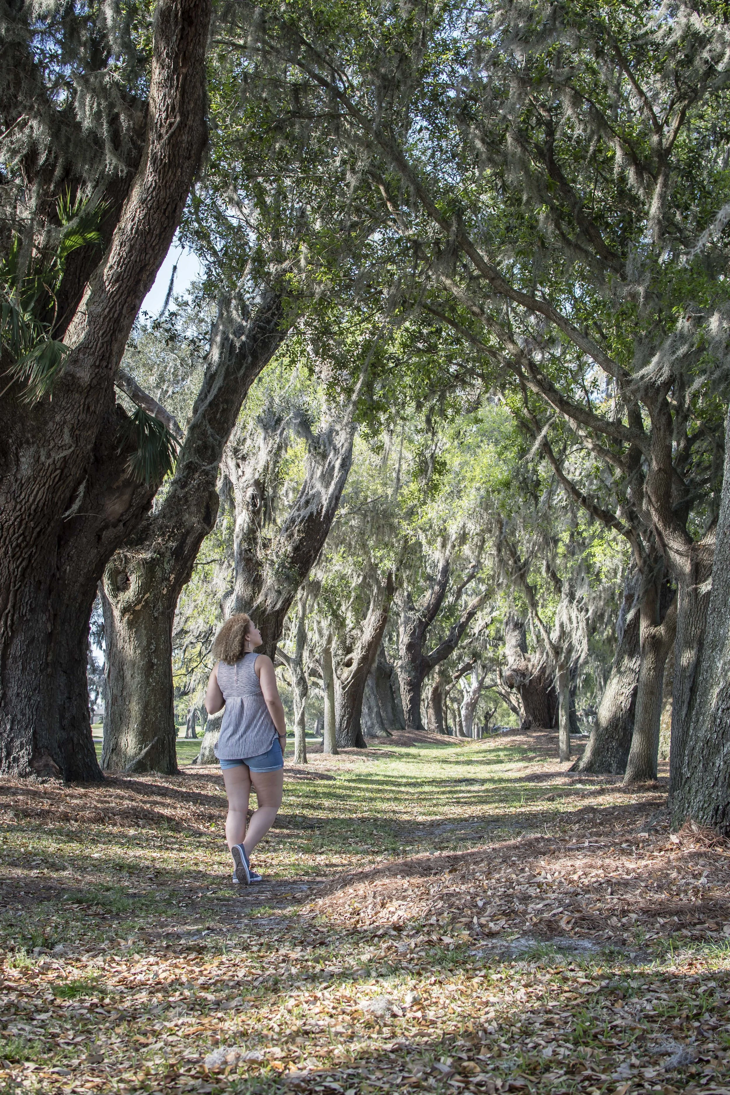 Oak trees at the entrance of the Sea Island Golf Club in St. Simons Island, GA