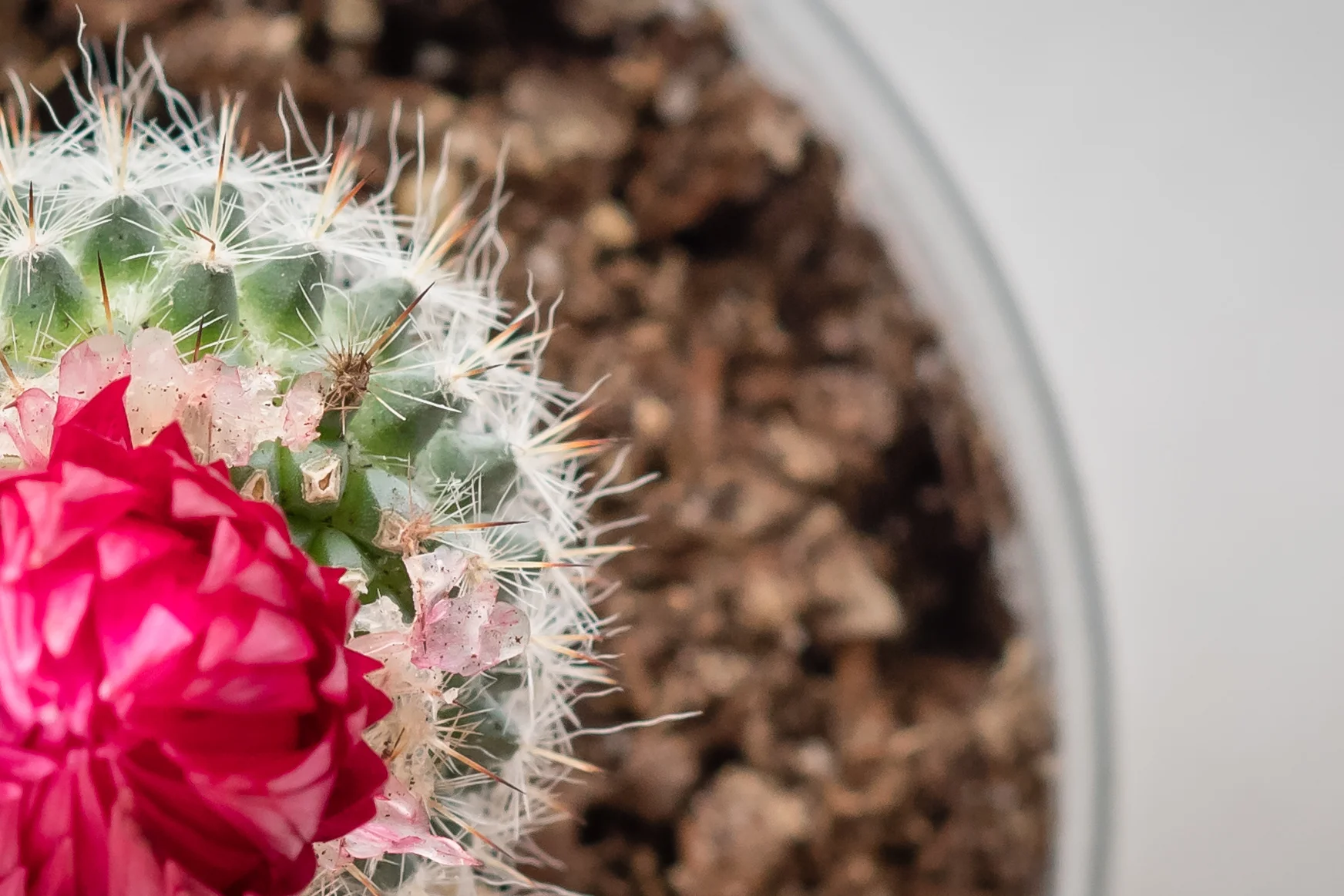Shot completely from above, using the rule of thirds, and focusing on the cactus' body. This was shot at 1/250 sec, f/6.3, ISO 640, 85mm, manual focus.