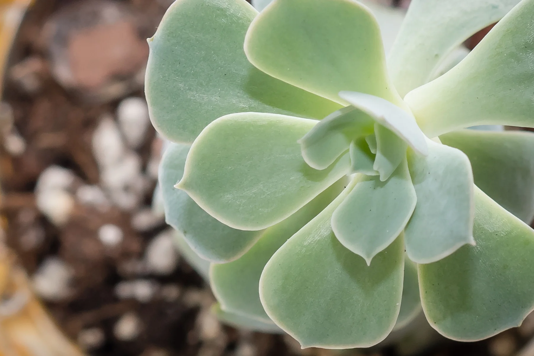 Although the clouds had already began to get a bit darker, this cuteness is very tall compared to the flower cactus, since this one is ready to propagate. So I was still getting in some very gorgeous light, but not as much as I was at the beginning. I still chose not to make any drastic changes on my settings. Shot directly from above at 1/250 sec, f/8.0, ISO 640, 85mm, manual focus.
