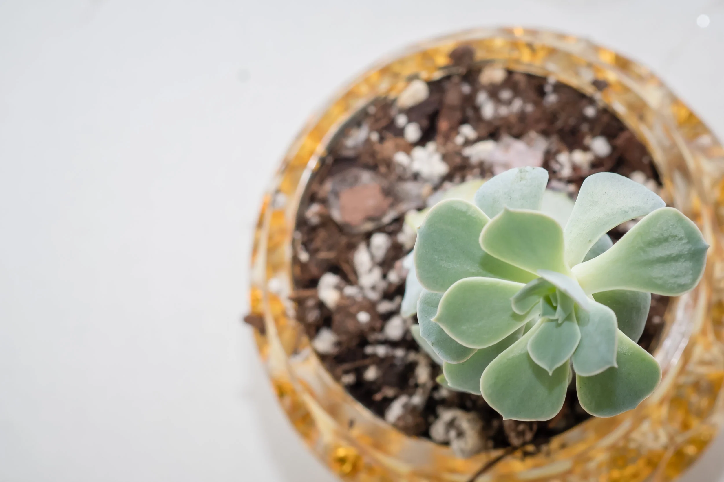 Shot directly from above at 1/250 sec, f/8.0, ISO 640, 85mm, manual focus.