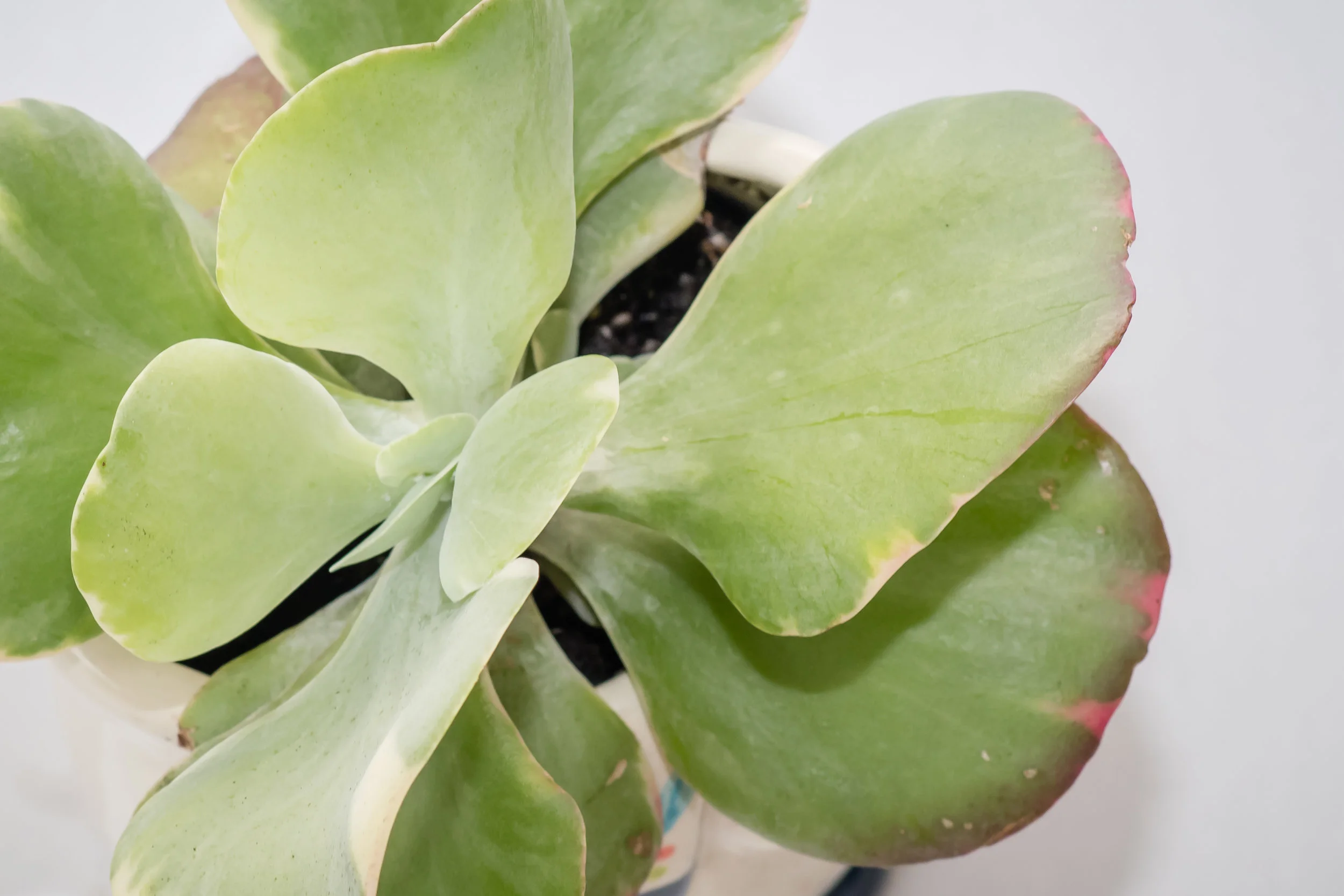 Shot from above at 1/250 sec, f/8.0, ISO 640, 85mm, manual focus.