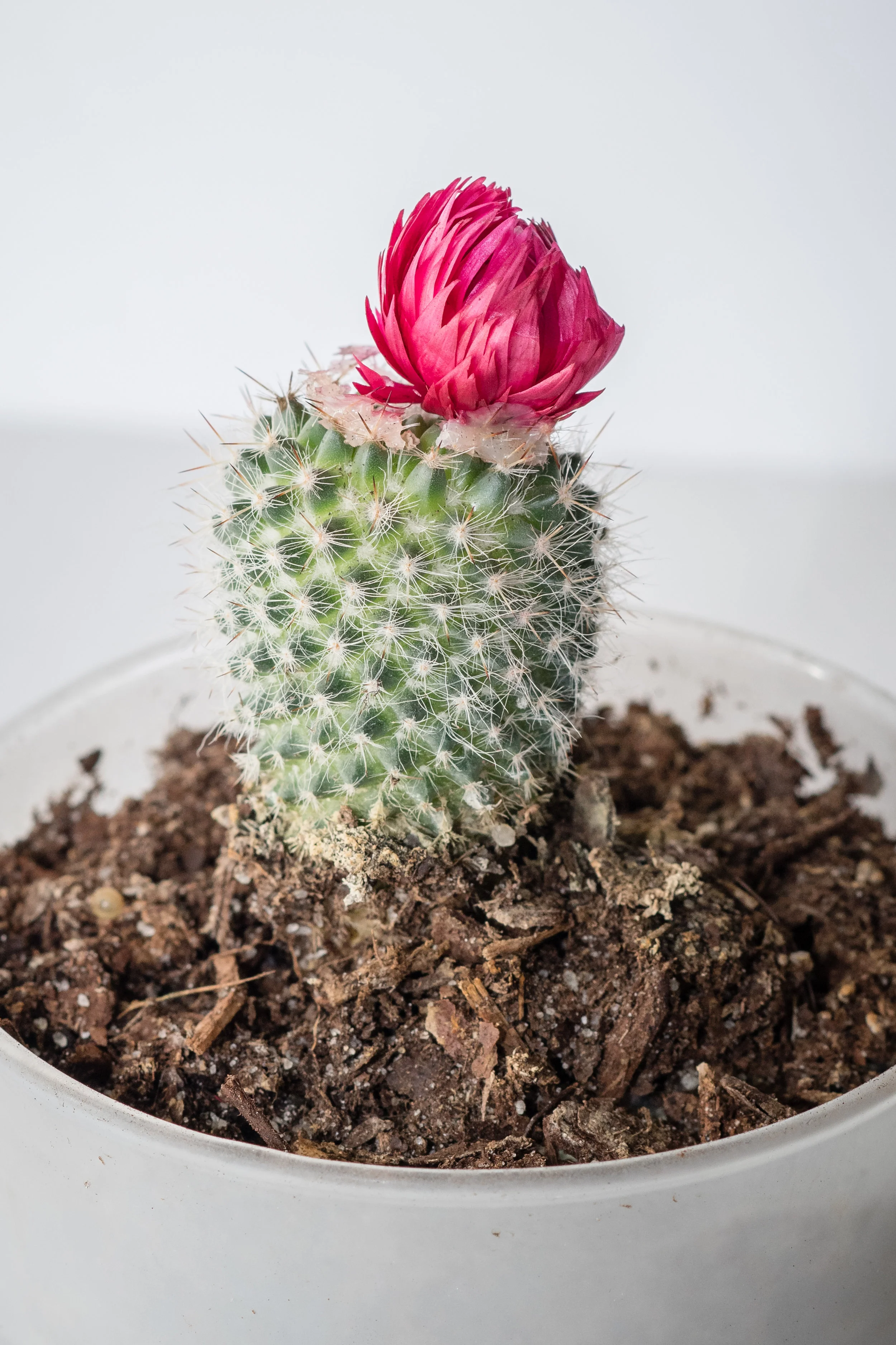So much beauty!! Shot at 1/250 sec, f/8.0, ISO 640, 85mm, manual focus.