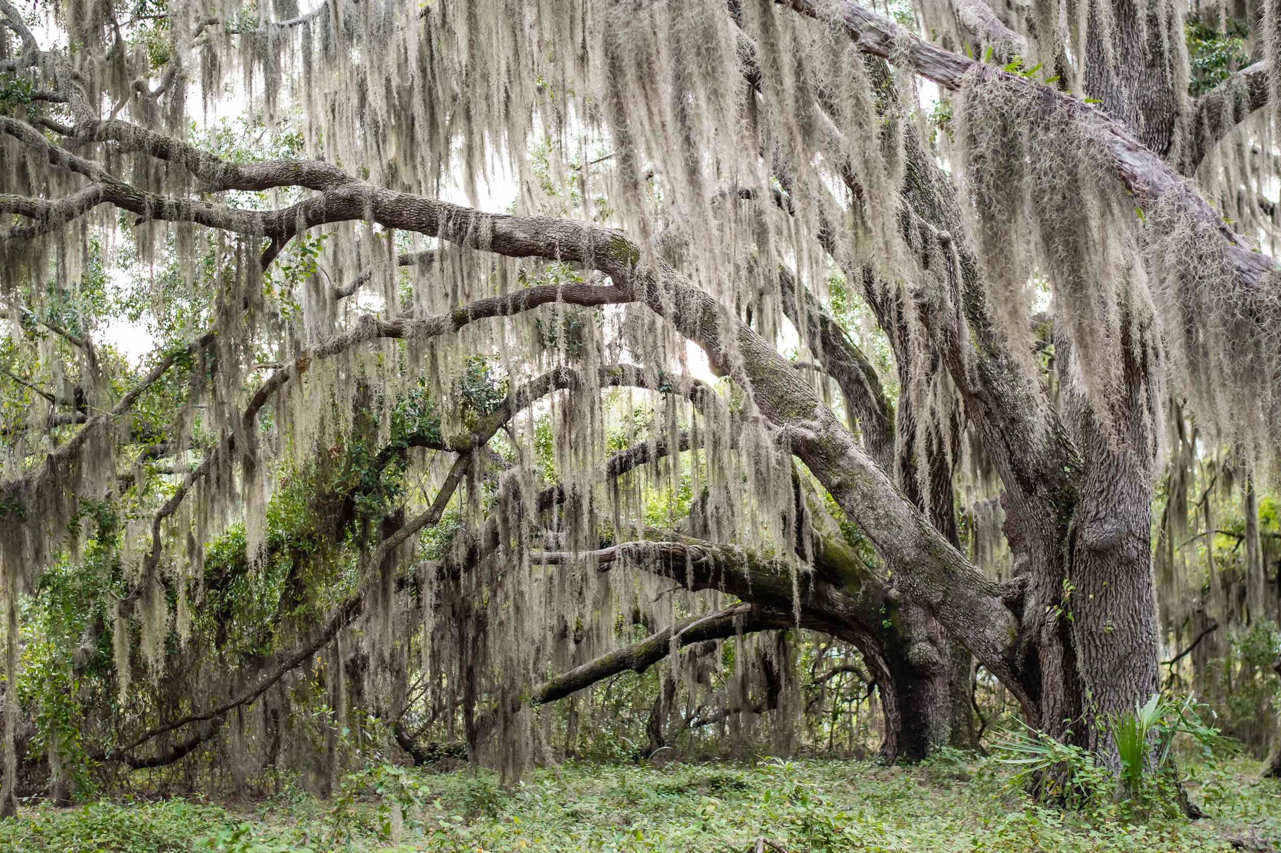 Premium Photo  Spanish moss isolate on white background. clipping path.