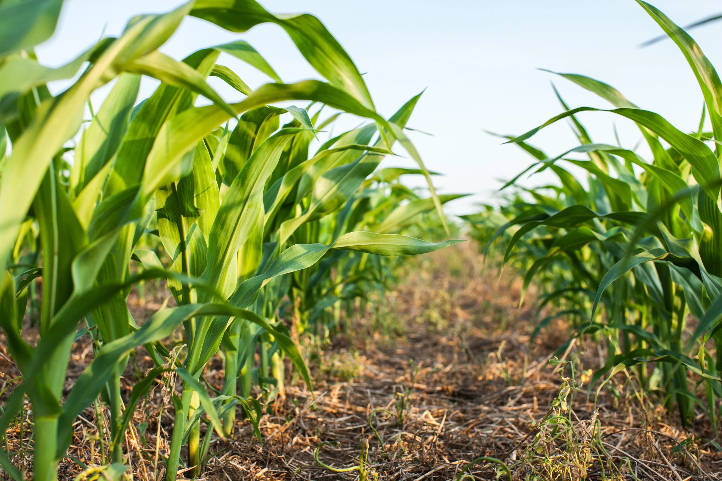 Sprout Ag Enterprises | Custom Planting | About Us — Sprout Ag