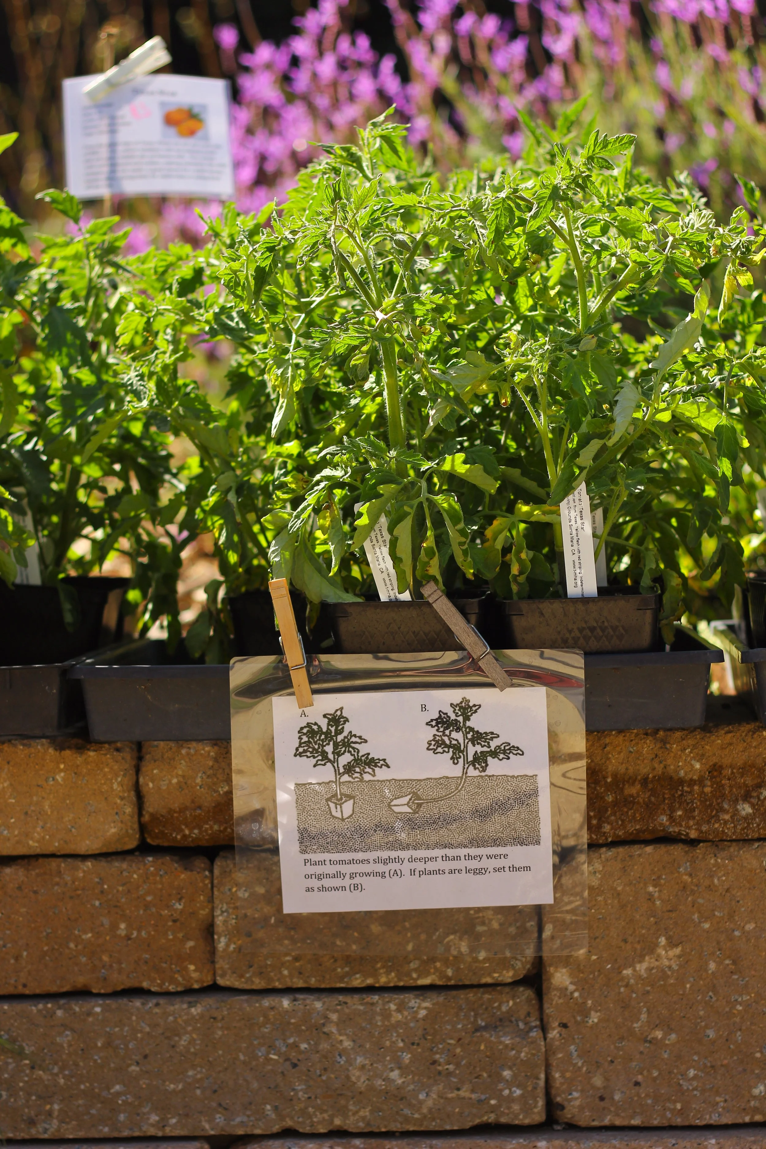 2026 TOMATO FANDANGO