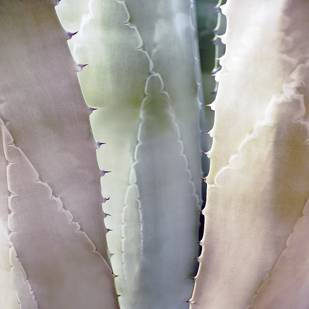 Agave Close-up34.jpg