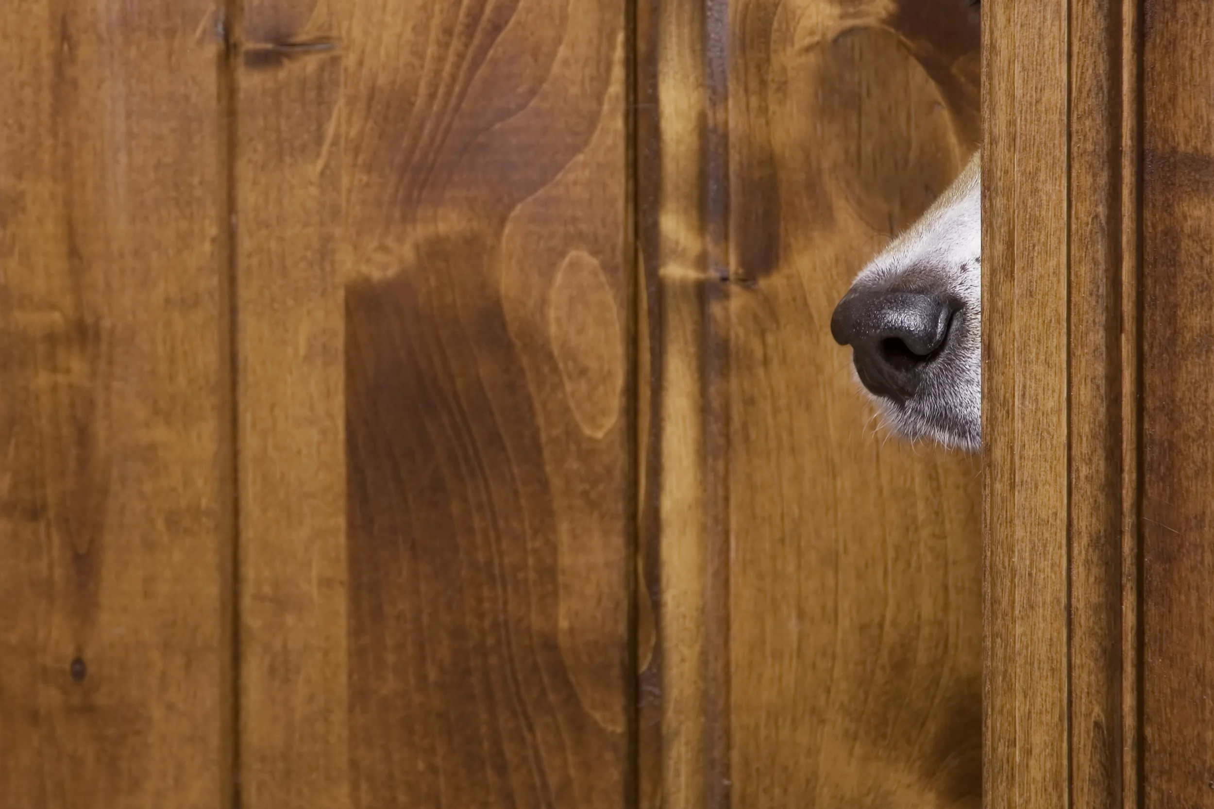 Eavesdropping.jpg
