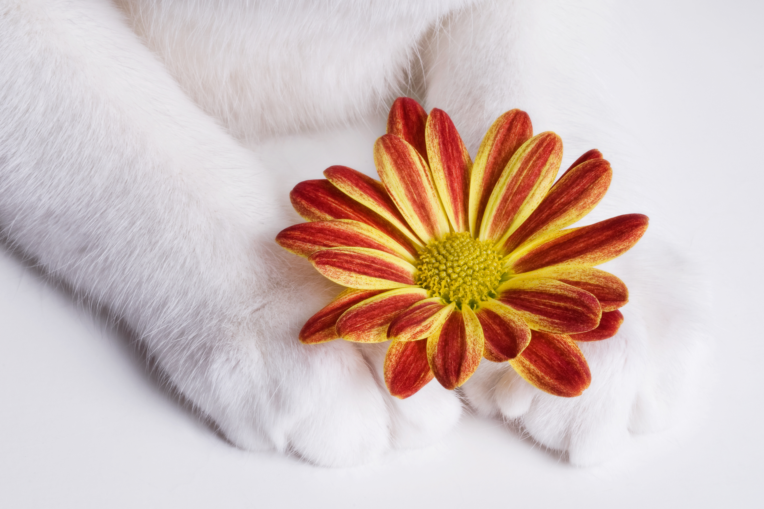 Petals and Paws.jpg