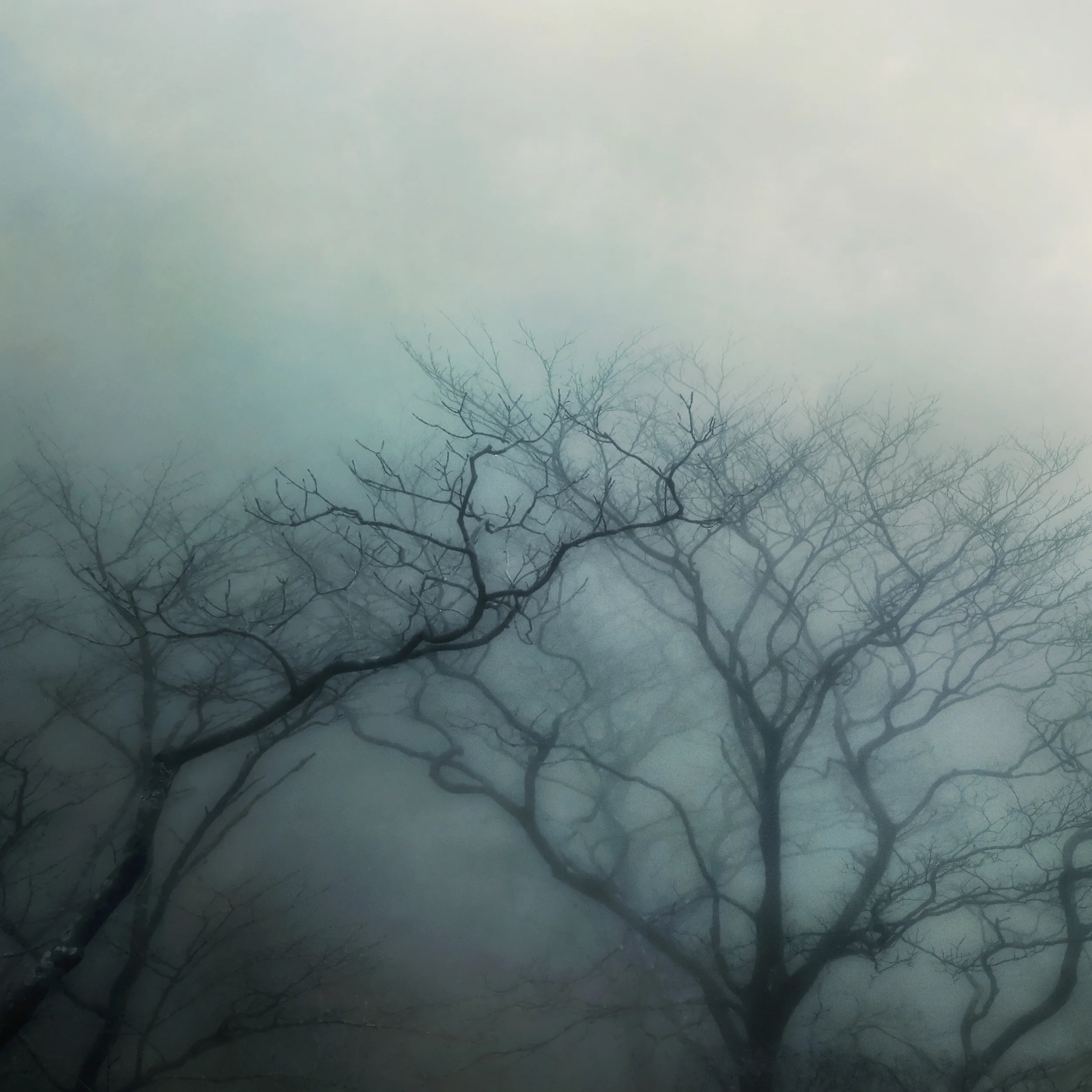 Branches.jpg
