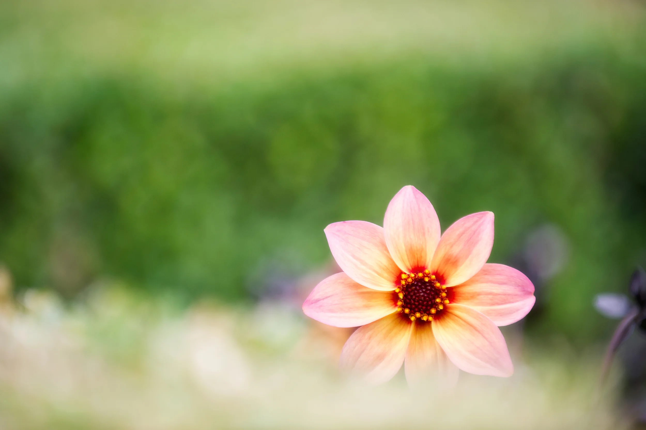 Flower rising.jpg