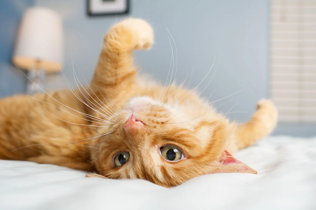Weasley18.jpg
