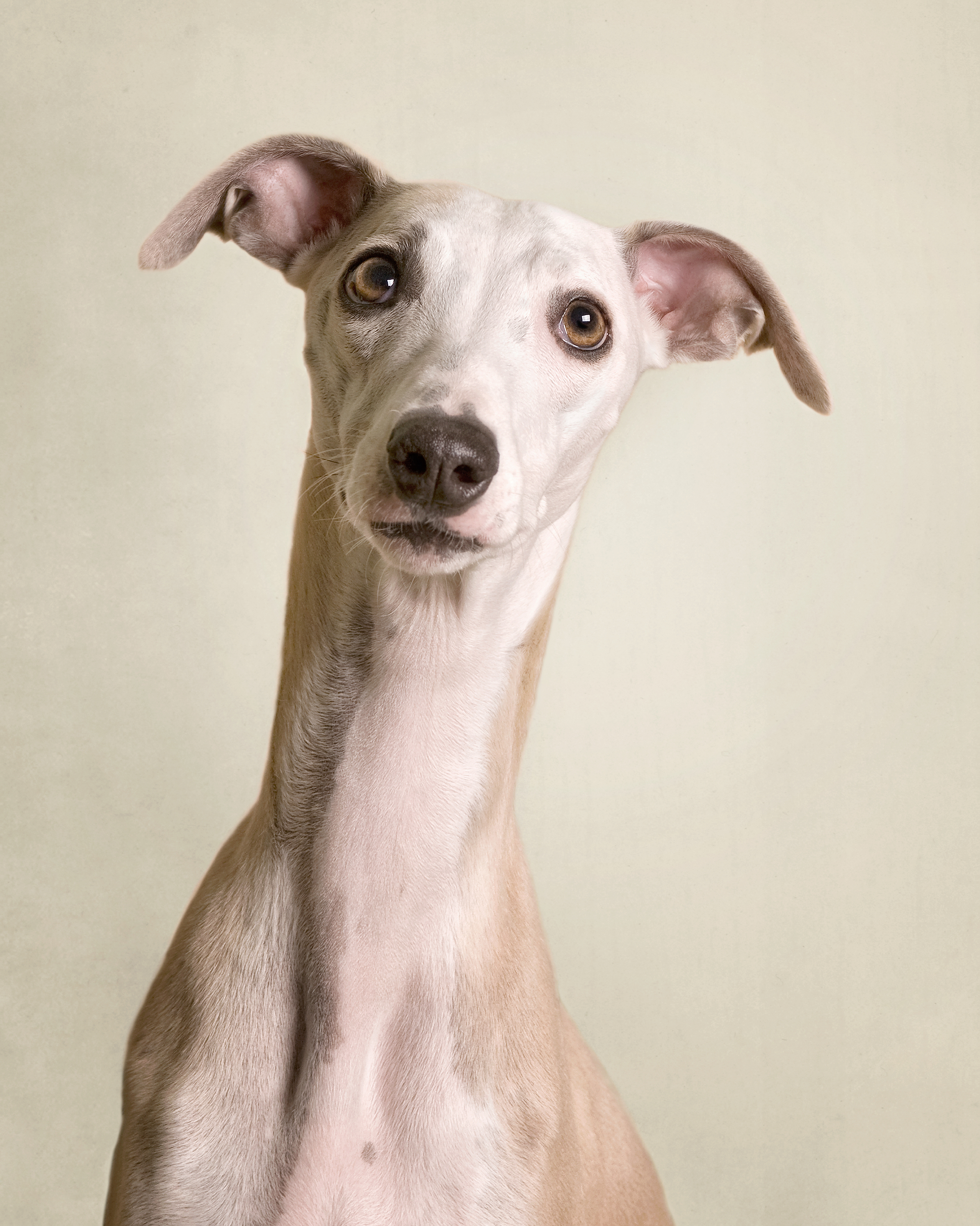 Whippet Love.jpg