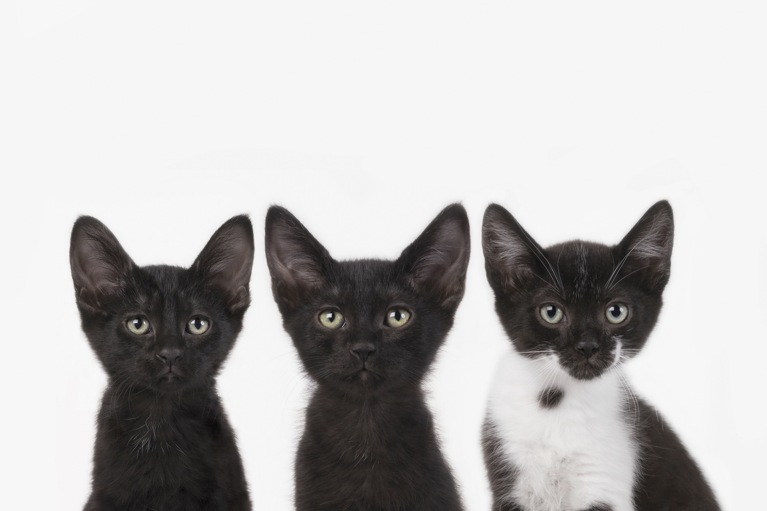 Three Little Kittens.jpg