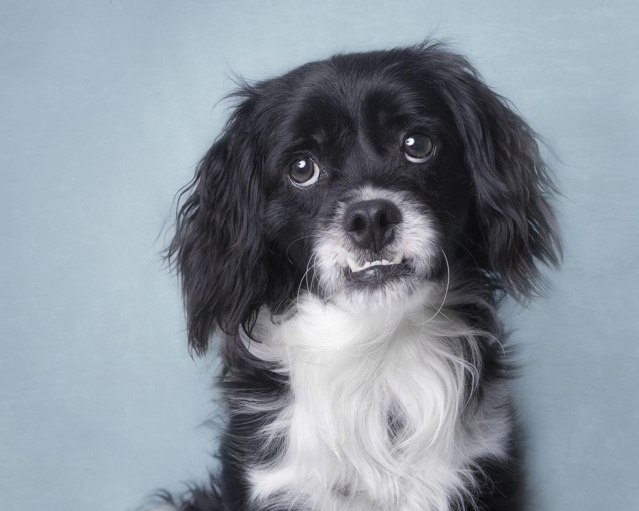 Rescue Dog .jpg