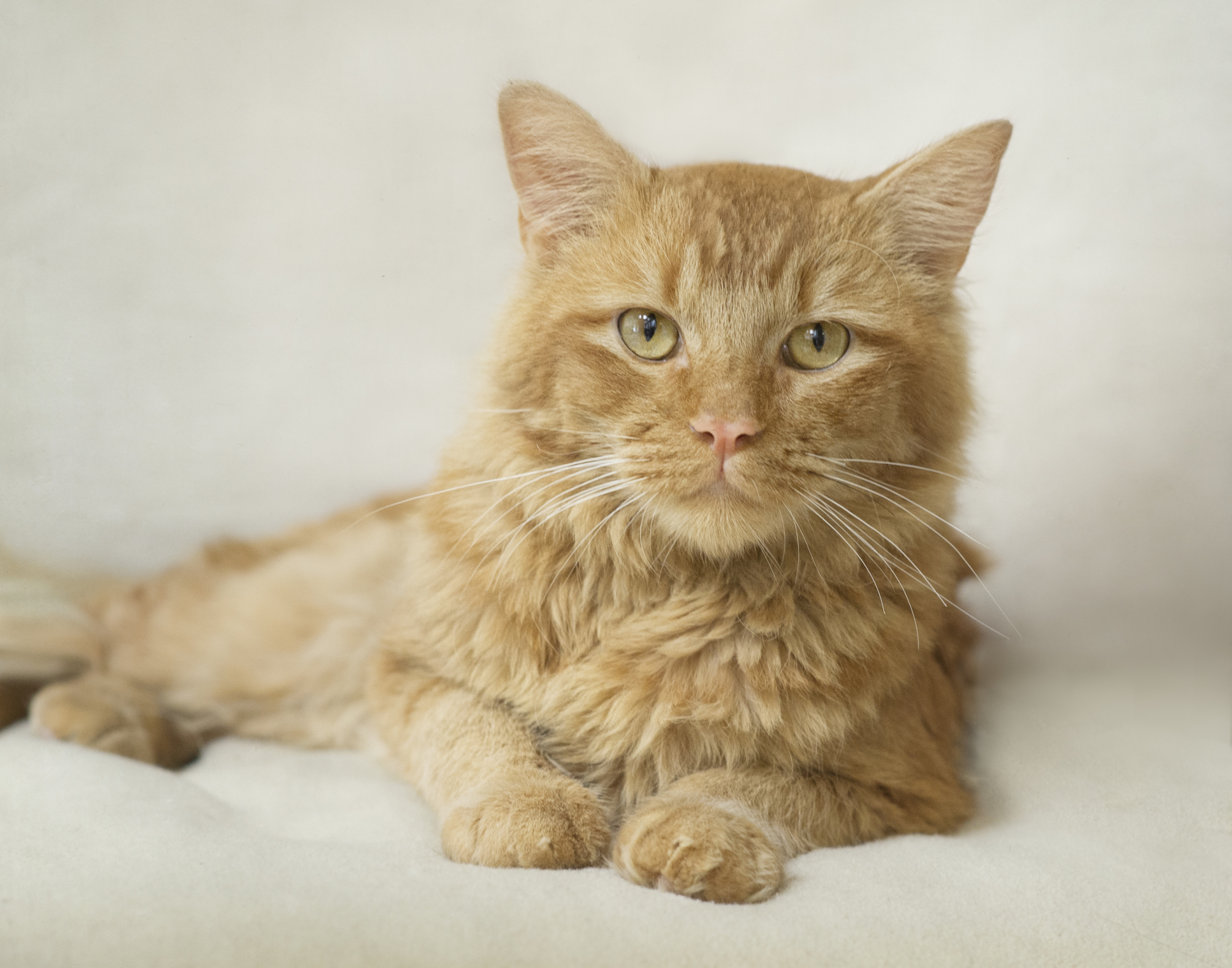 AZ RESCUE LEO.jpg