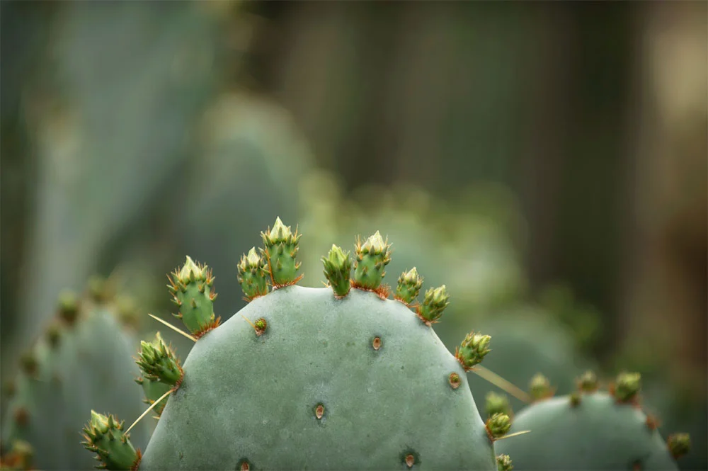 Cacti-Buds.jpg