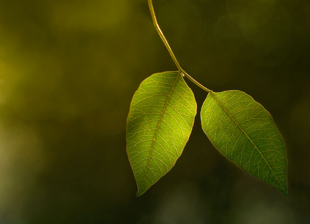 Leaves.jpg