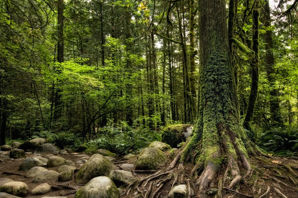 lynncanyon.jpg