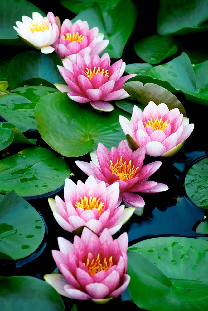 Waterlilies.jpg
