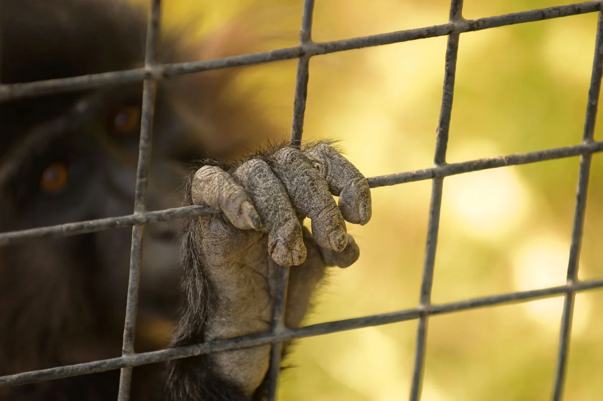 Monkey.jpg