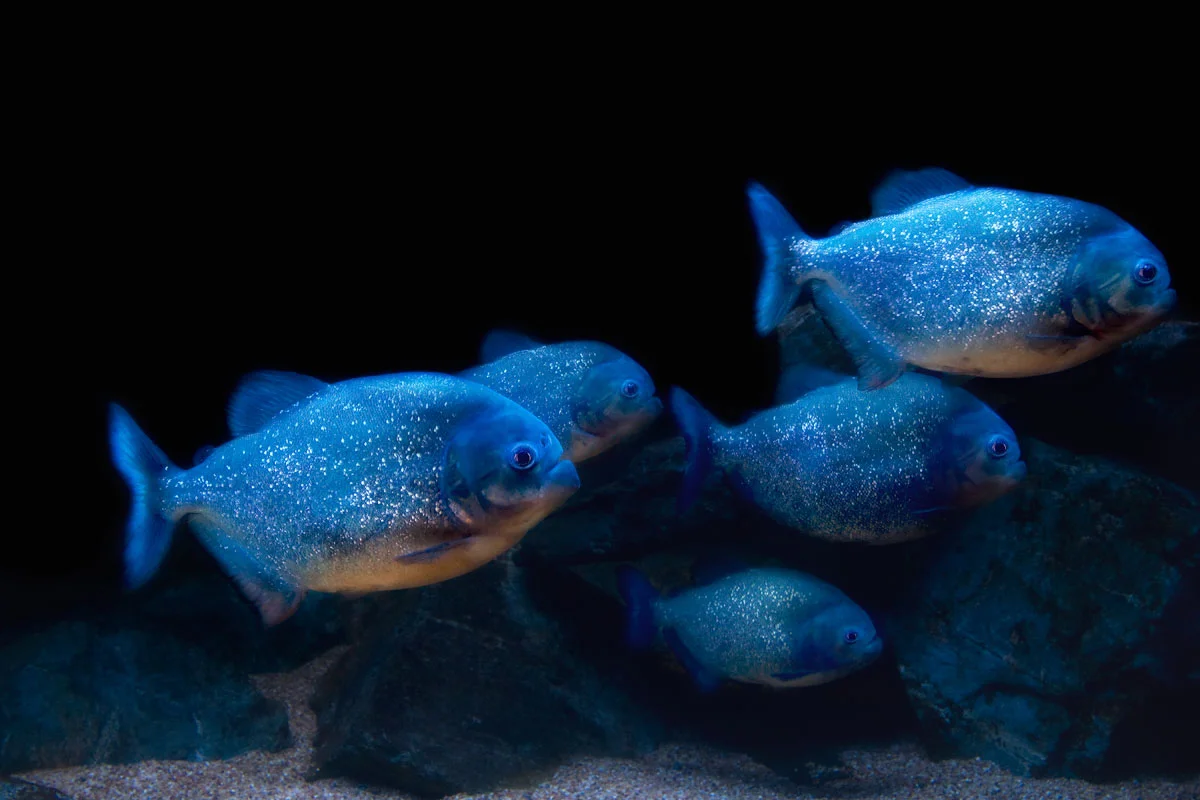 Piranha.jpg
