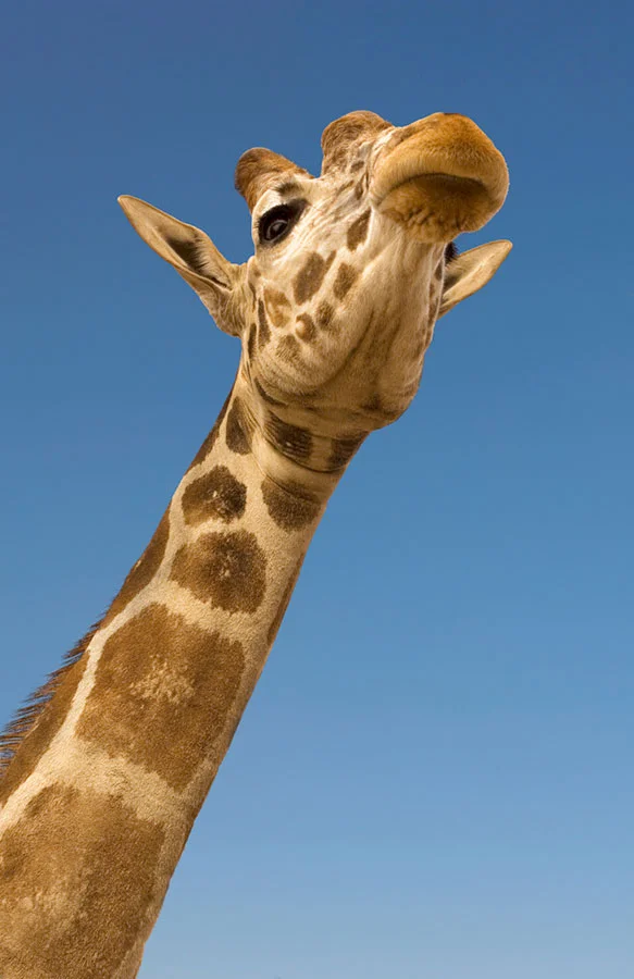 Giraffe.jpg