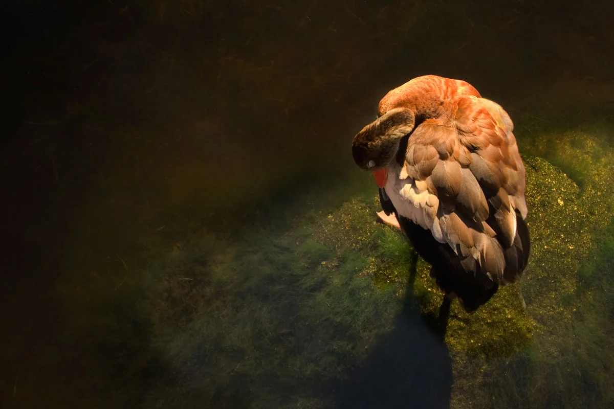 sleeping-duck.jpg
