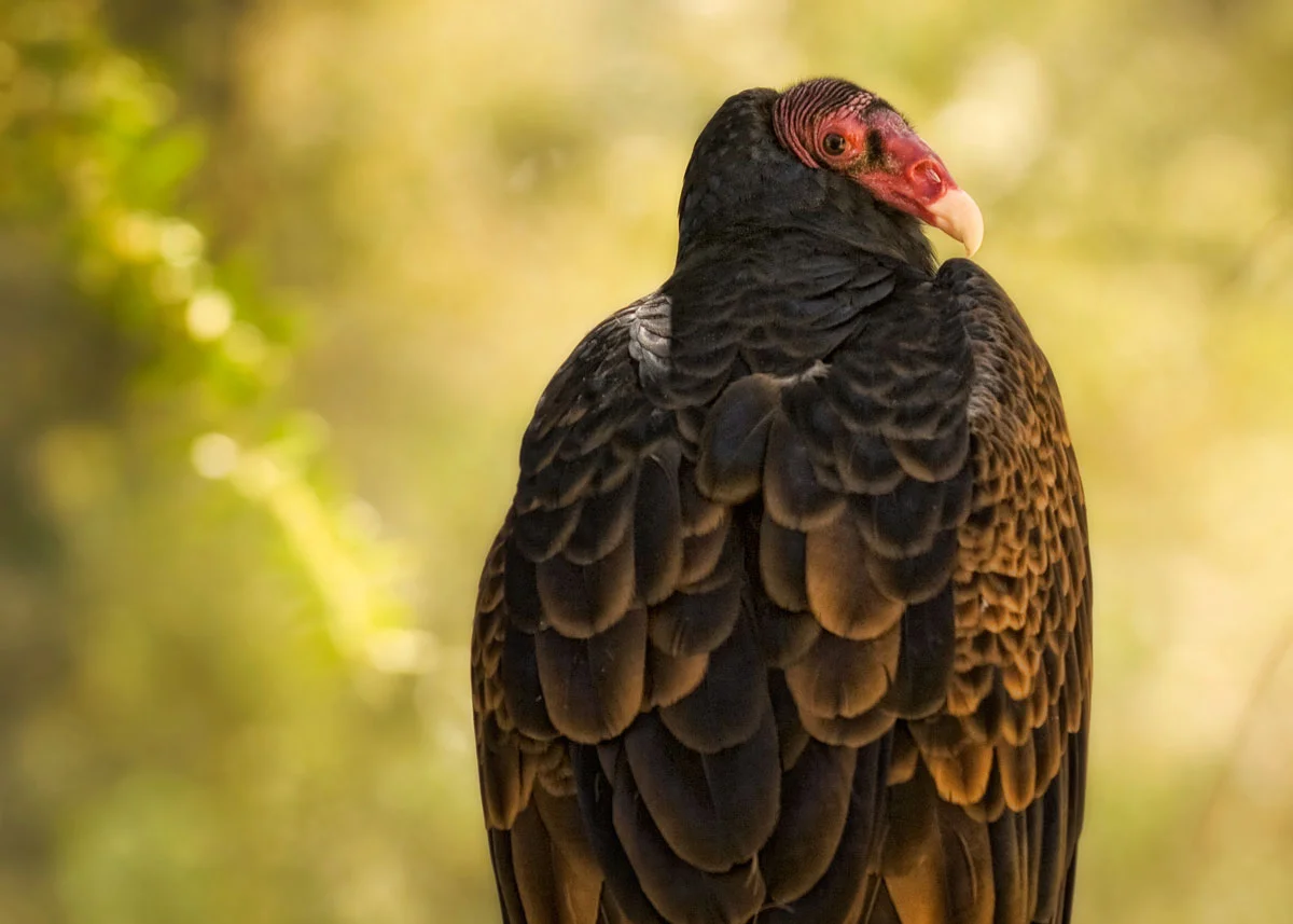 Vulture.jpg